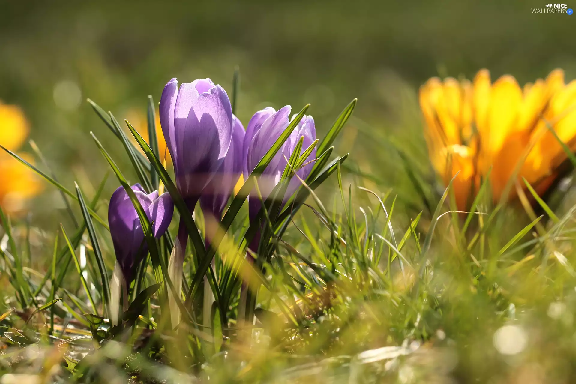 illuminated, crocuses, Flowers, purple