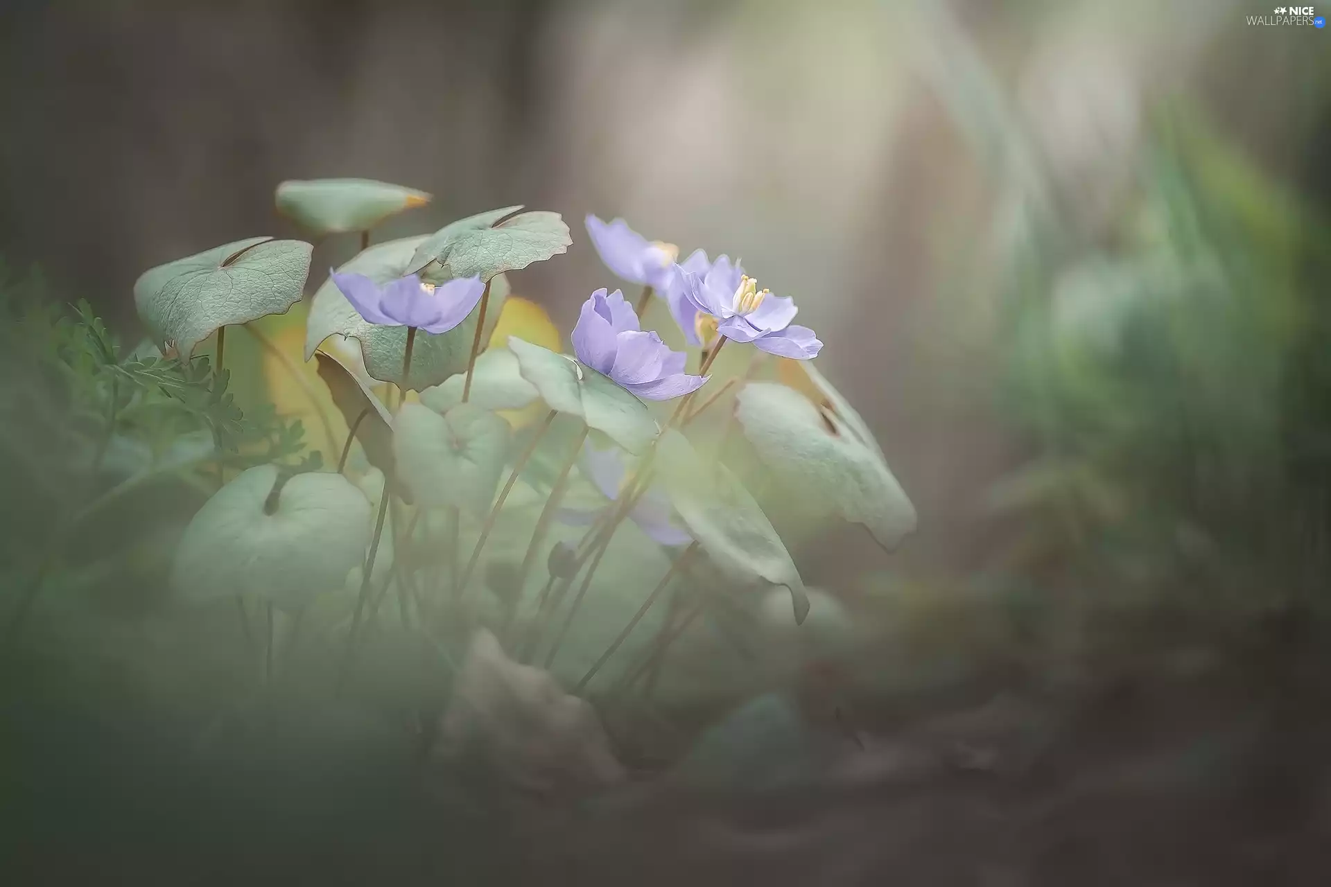 Light Purple, leaves, blur, Flowers