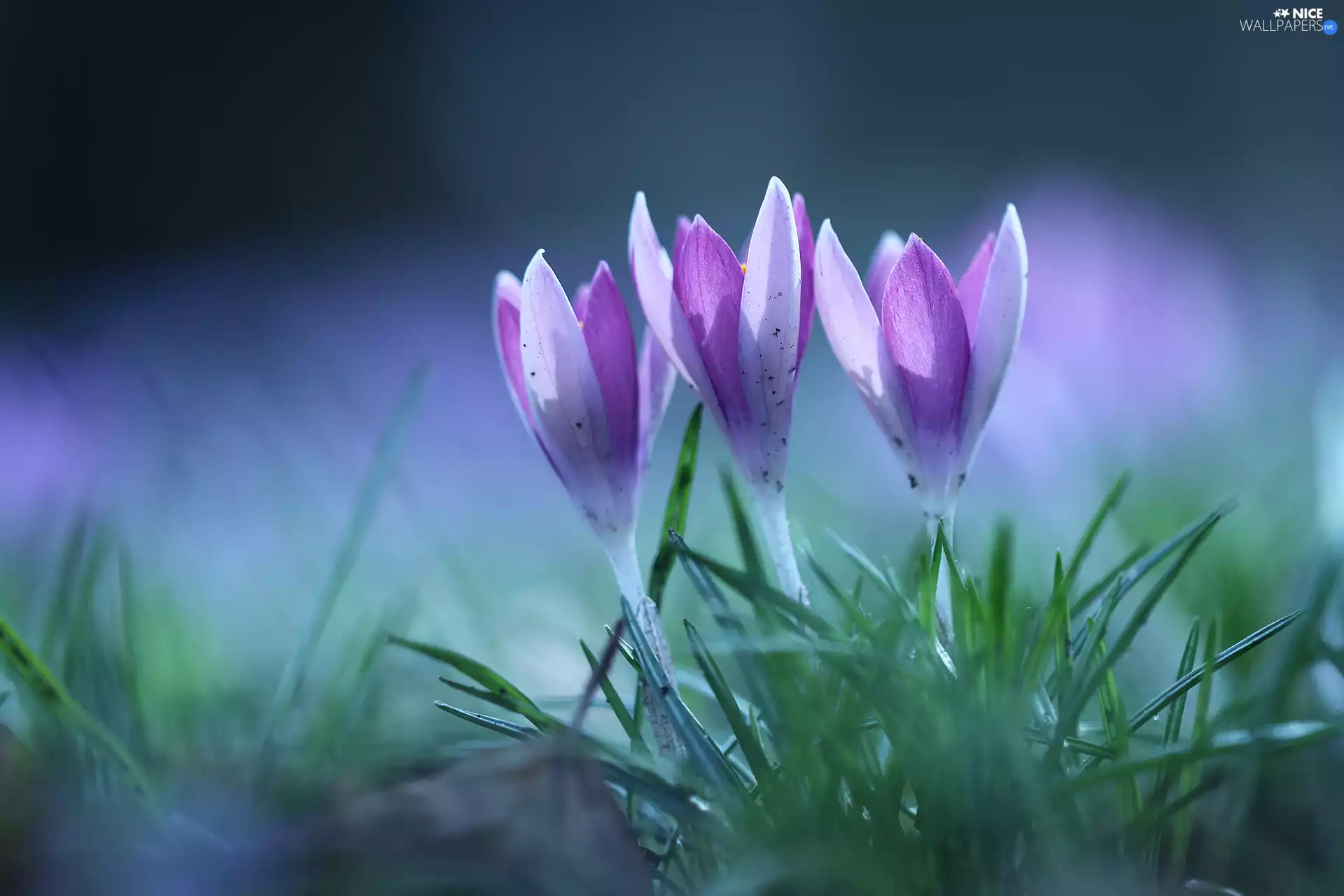 lilac, crocuses, Flowers, purple