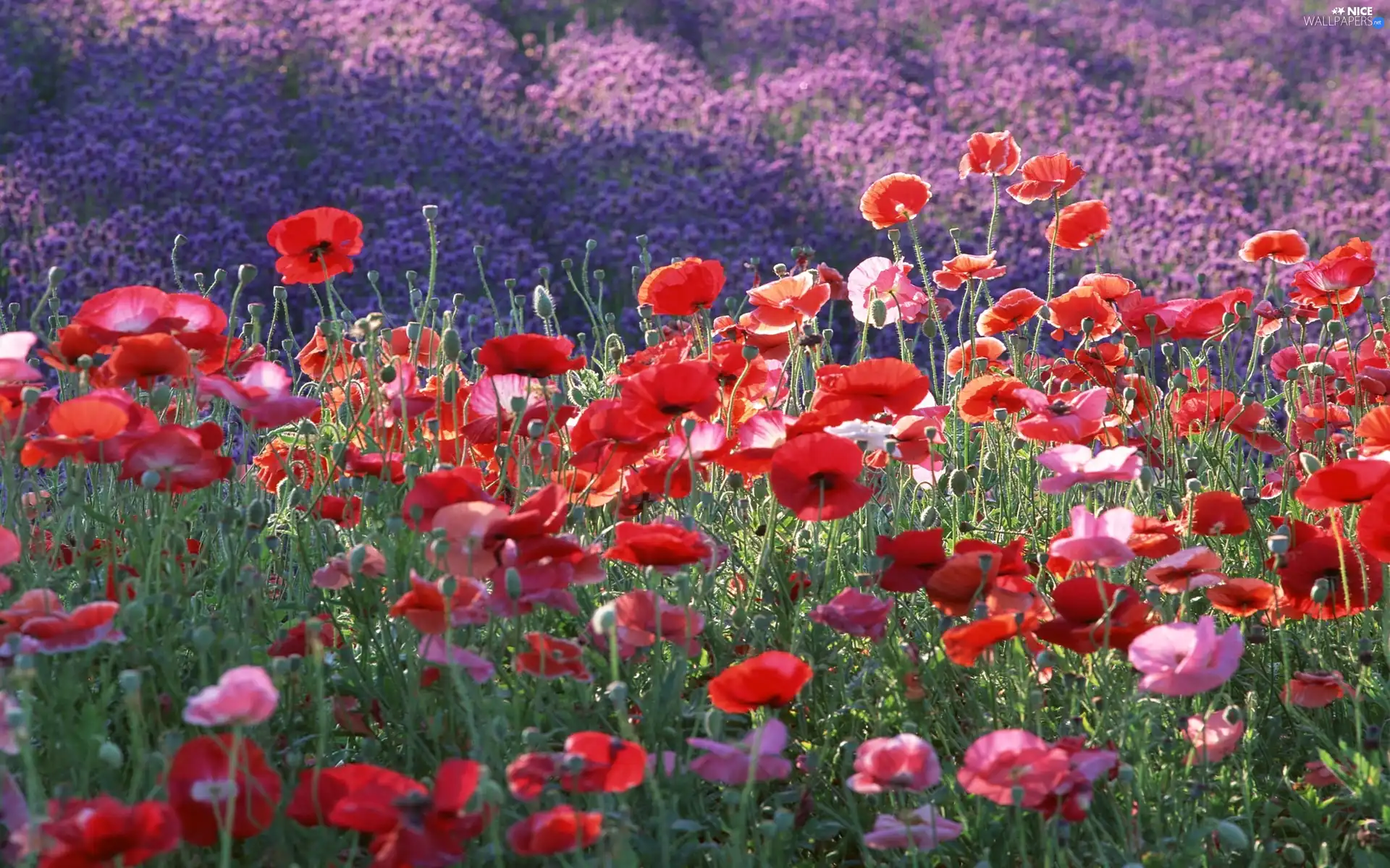 purple, papavers, Mountains