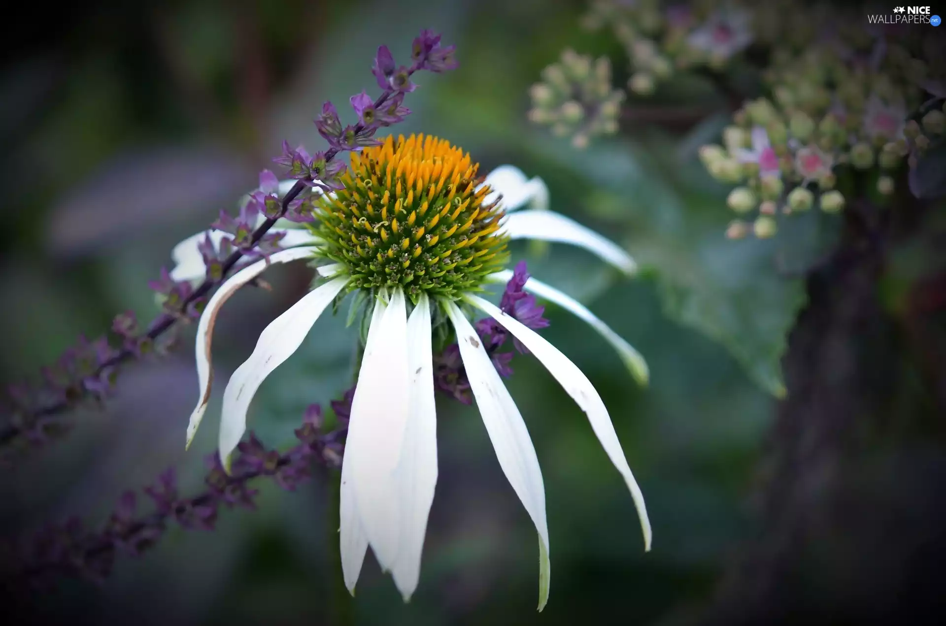 echinacea, purple, plants, Colourfull Flowers