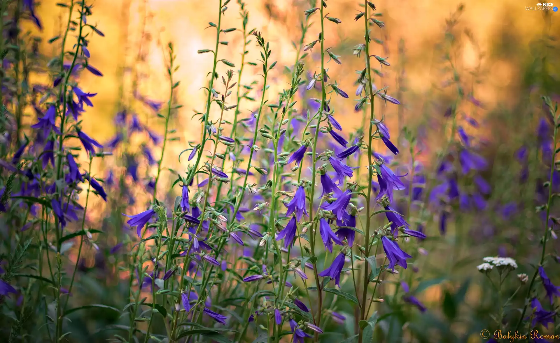purple, Flowers, ringtones
