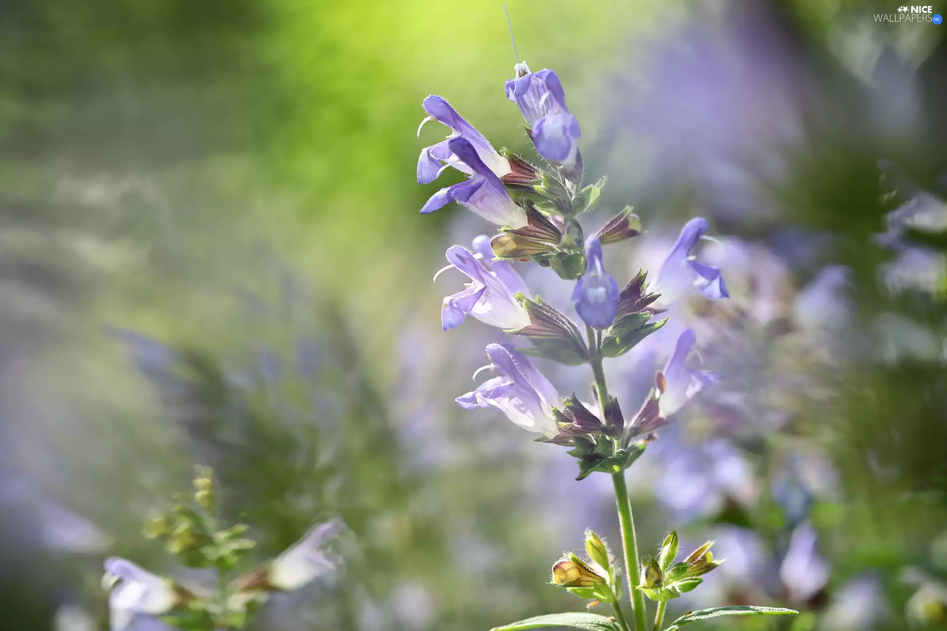 Sage, Flowers, rapprochement, purple