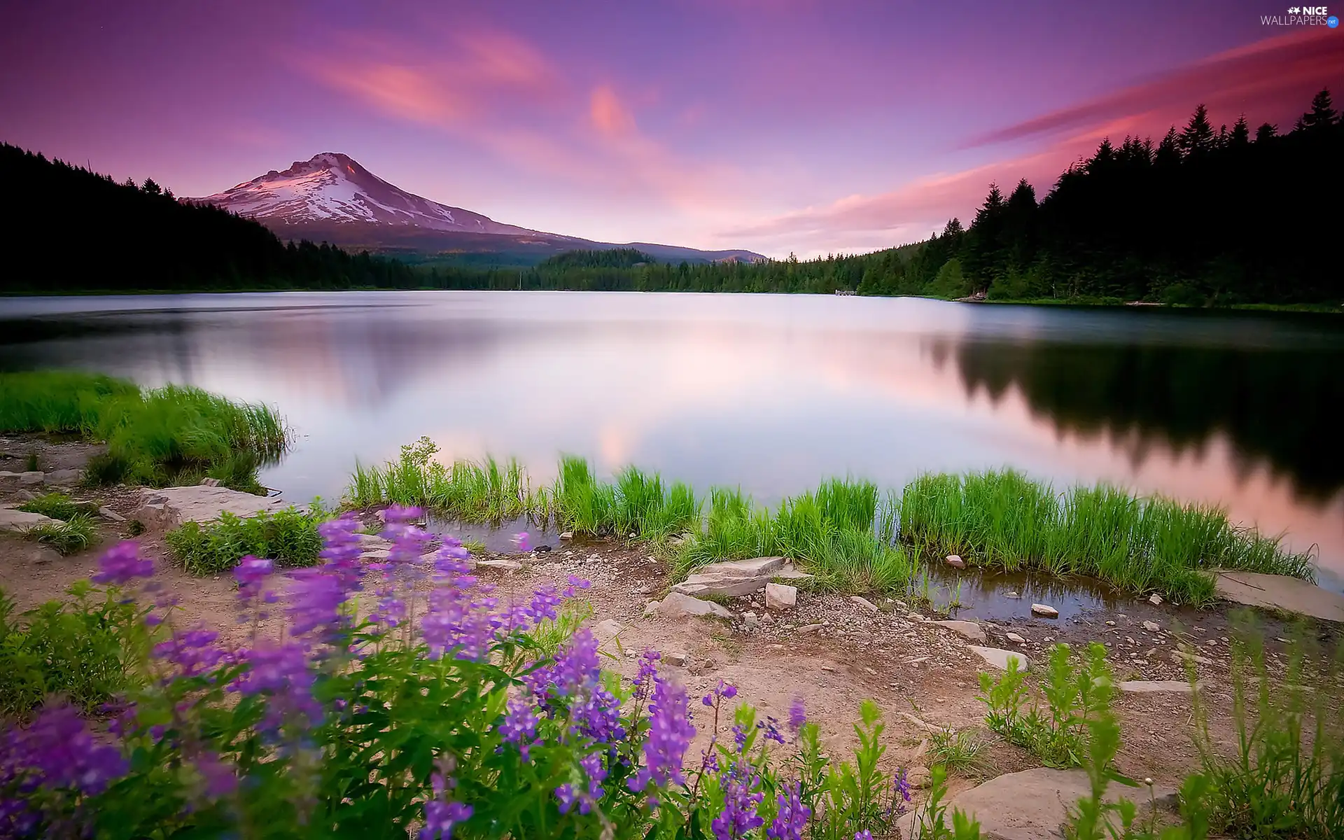 purple, Sky, lake, Flowers, Mountains