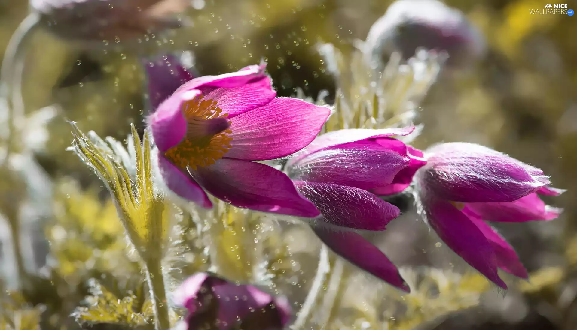 Three, Flowers, pasque, purple