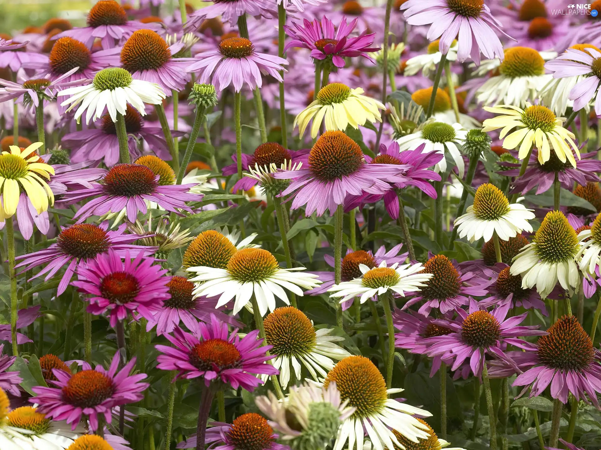 purple, echinacea, White