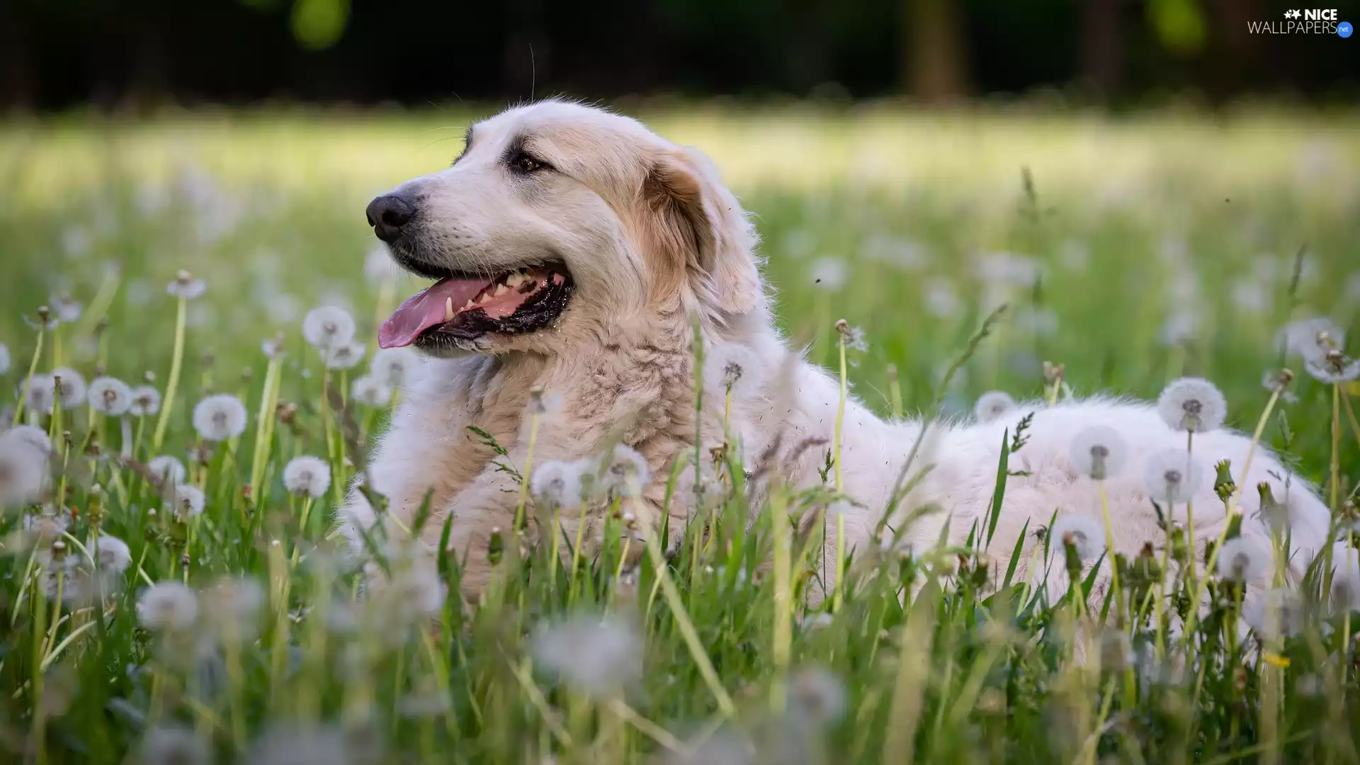 dog, Meadow, dandelions, Pyrenean Mountain Dog