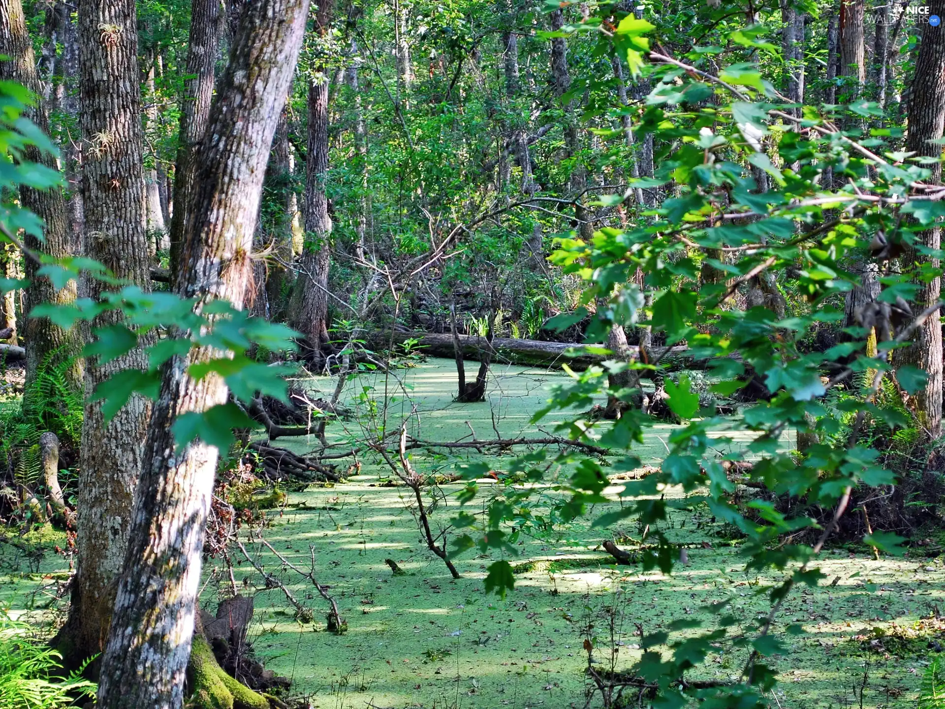 quagmire, forest, green