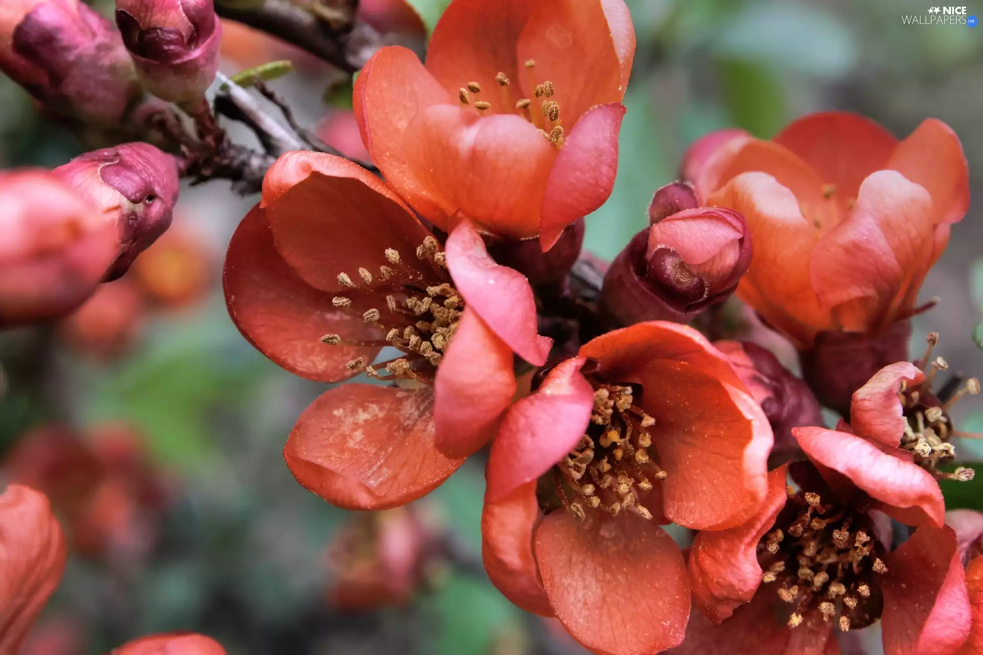 Red, Colourfull Flowers, quince