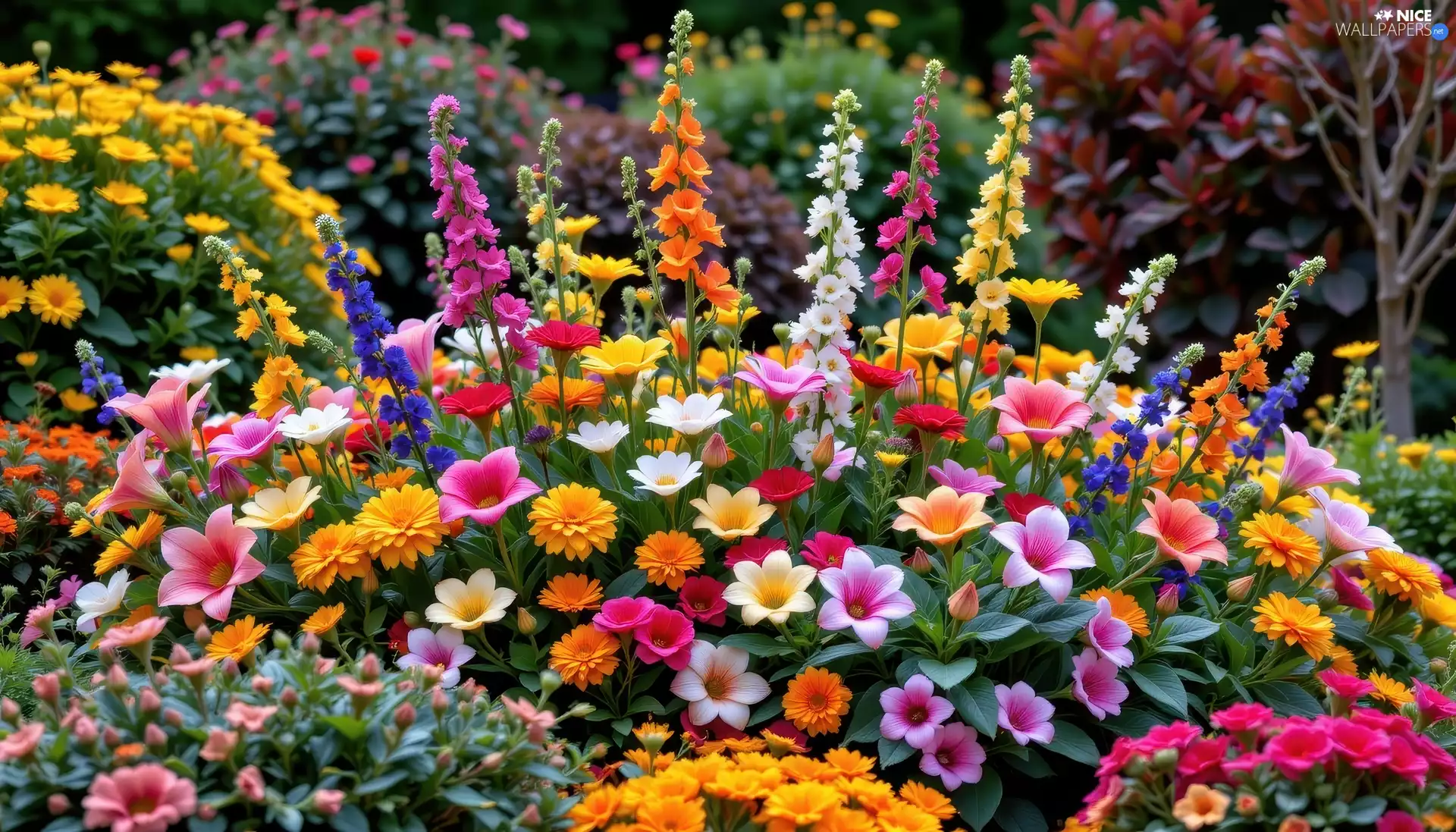 Garden, Rabatka, color, Flowers, different