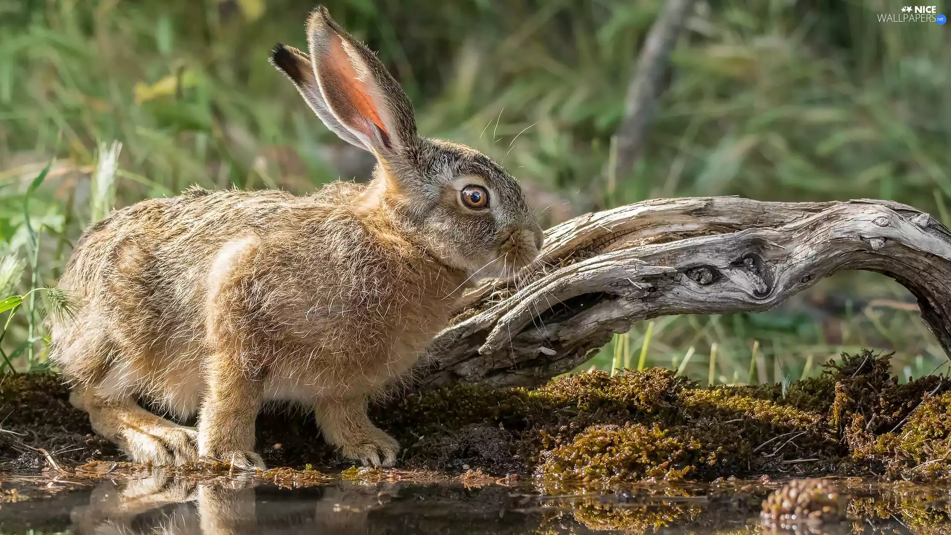 Wild Rabbit, water, Plants, trees