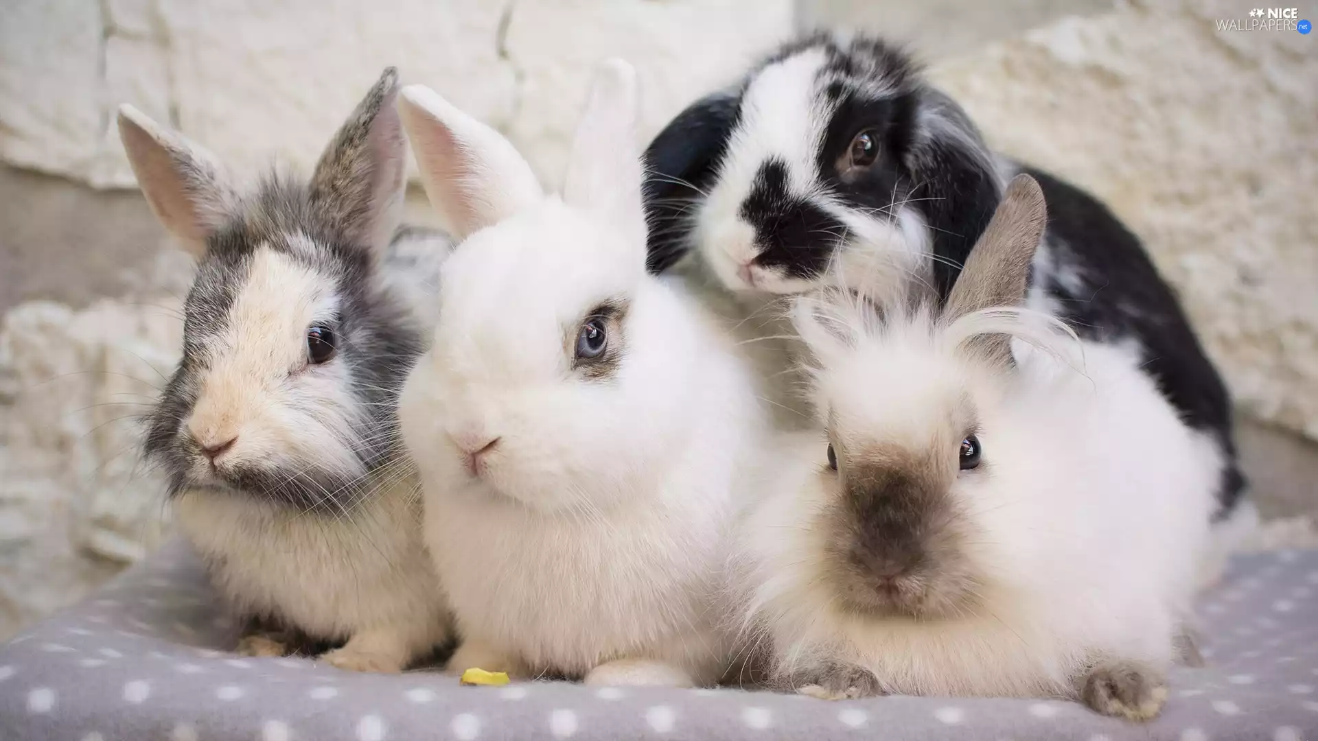 Rabbits, Blanket