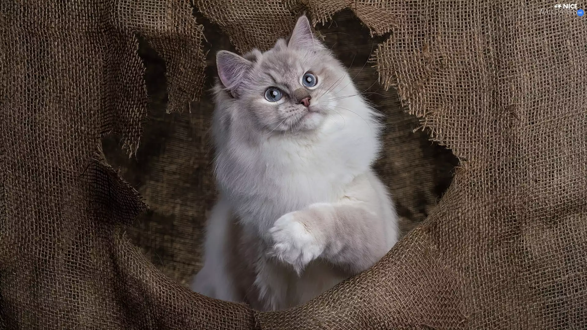 cat, Windswept, stuff, Ragdoll