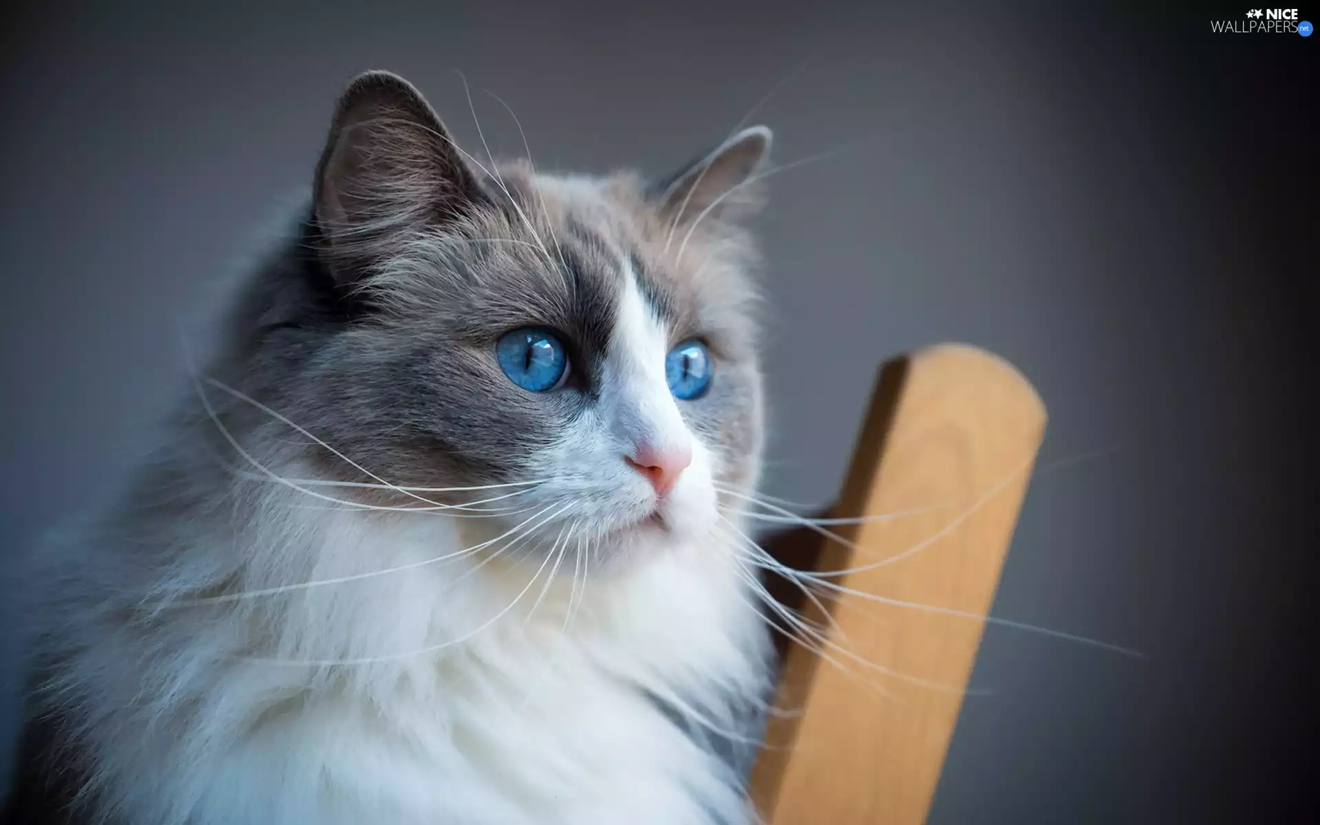 Ragdoll, cat