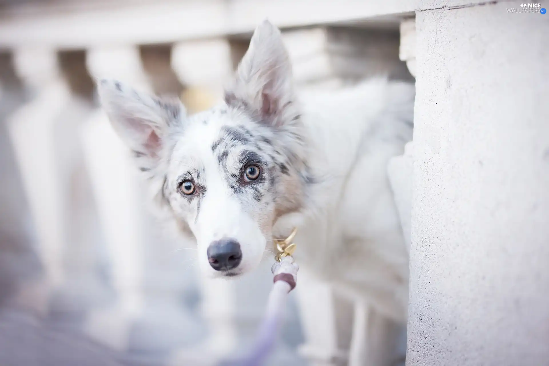 dog, muzzle, railing, Border Collie