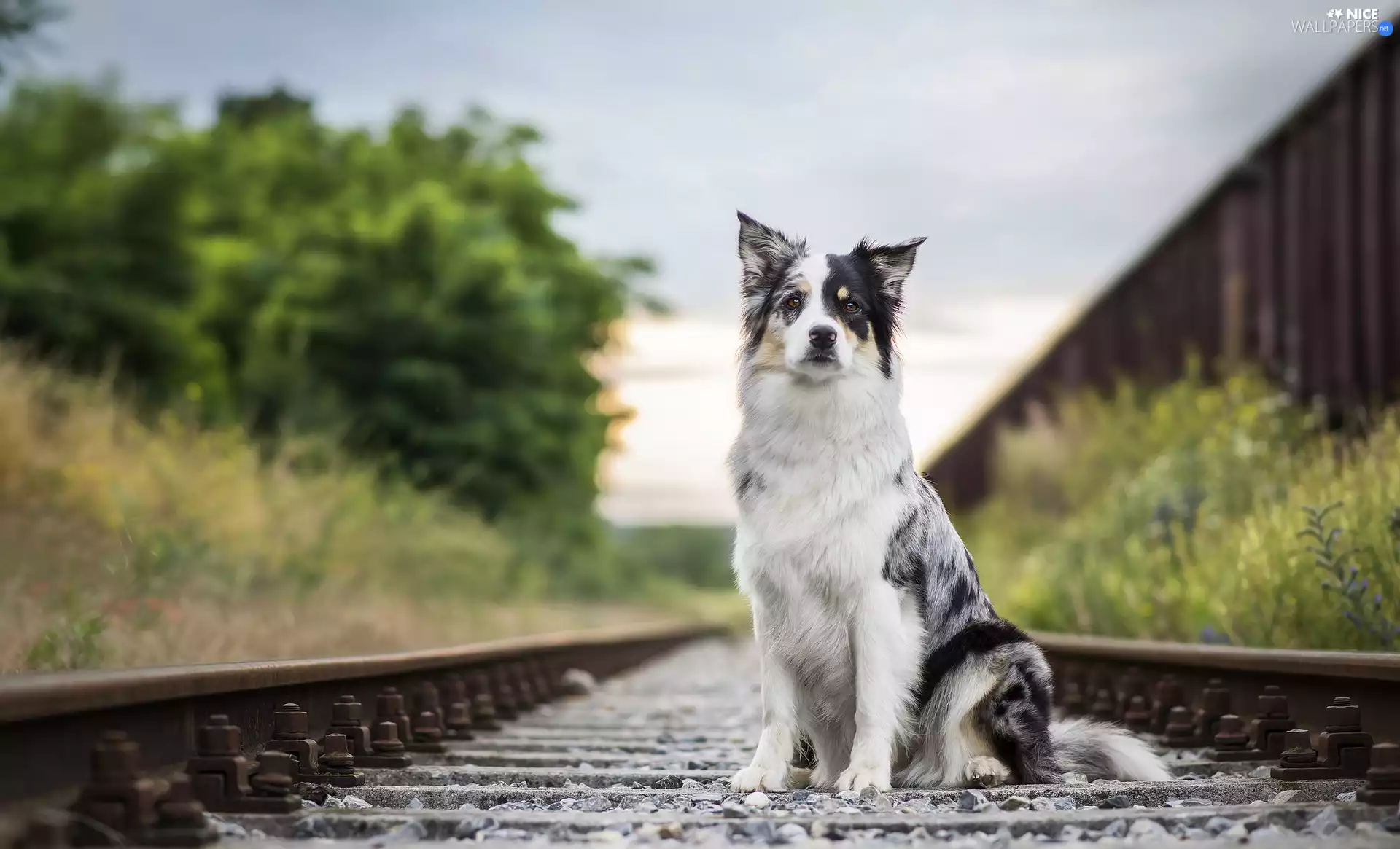 sitter, ##, railway, Border Collie