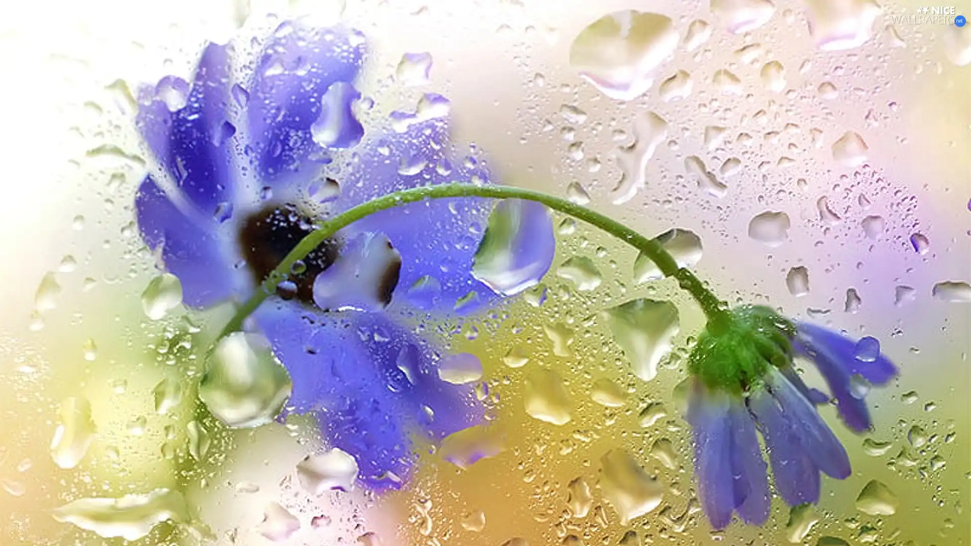 Blue, drops, rain, Flowers