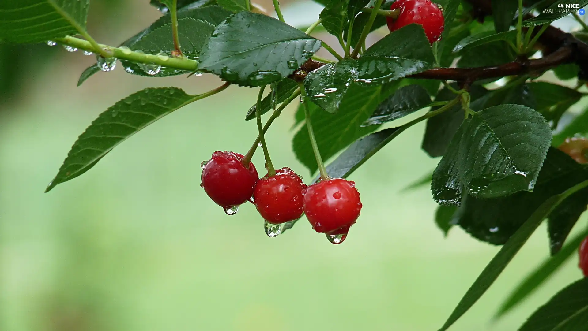 cherries, drops, rain, twig