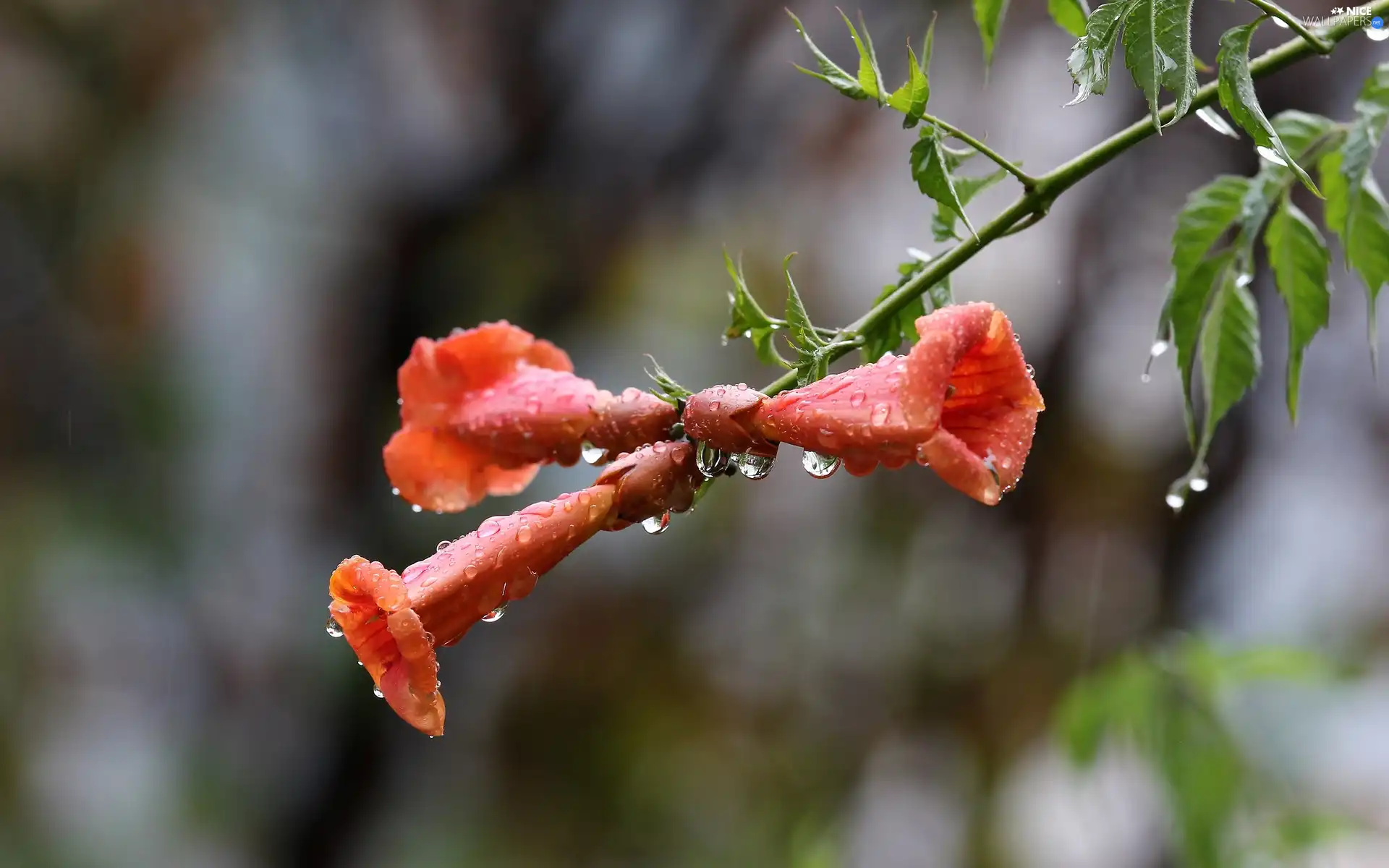 Orange, drops, rain, Colourfull Flowers