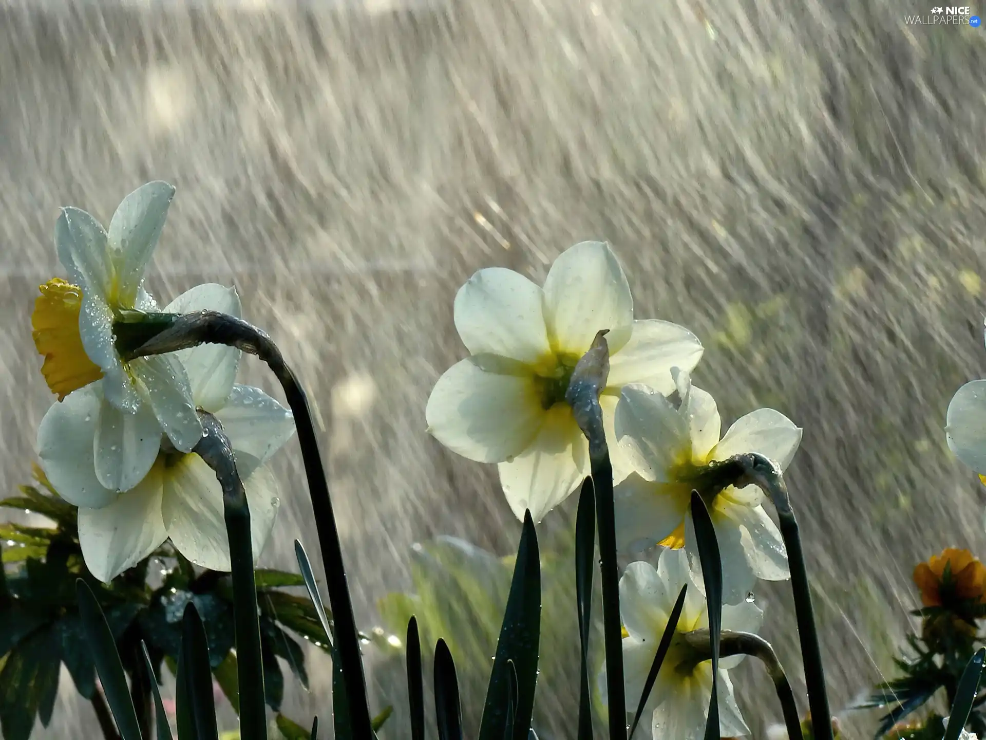 Rain, White, Daffodils