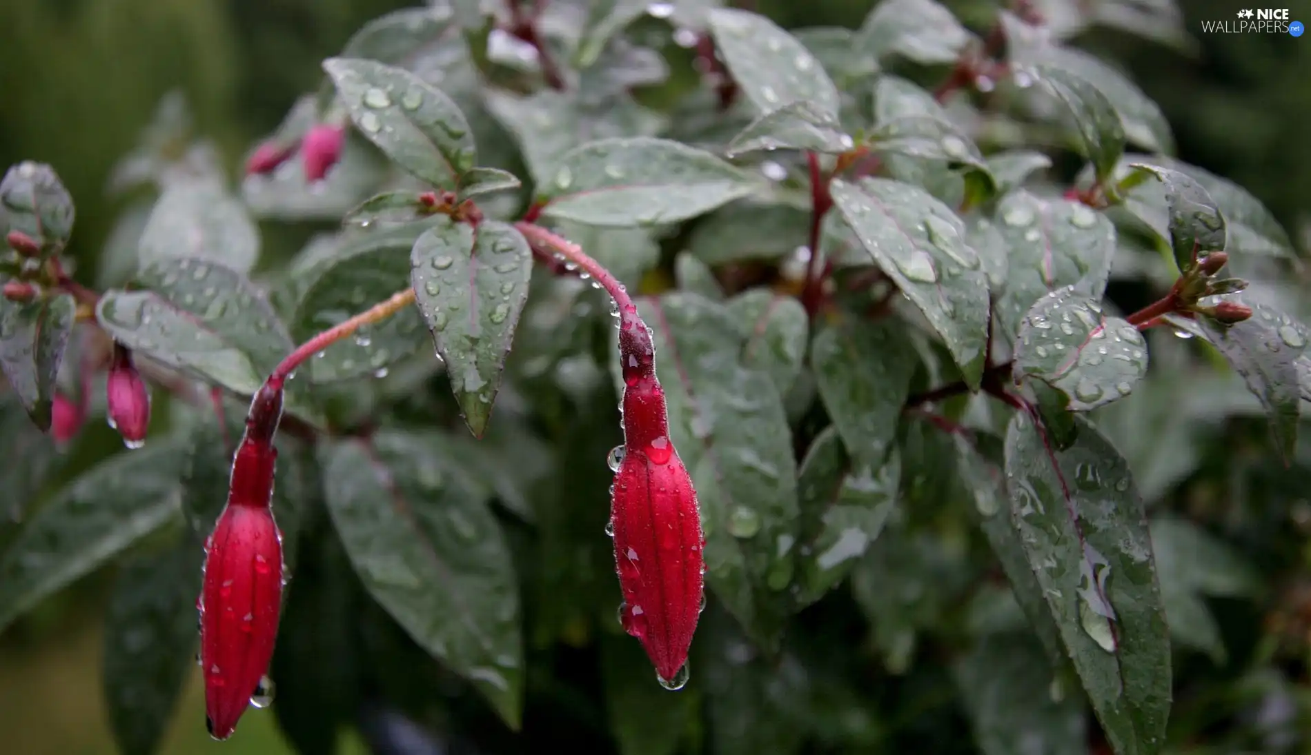 rain, fuchsia, drops