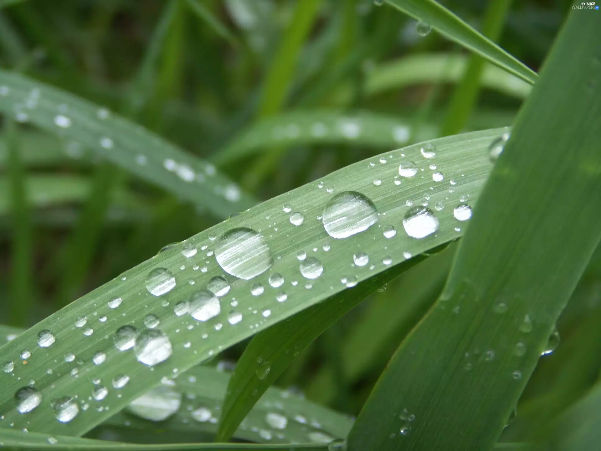 rain, grass, drops