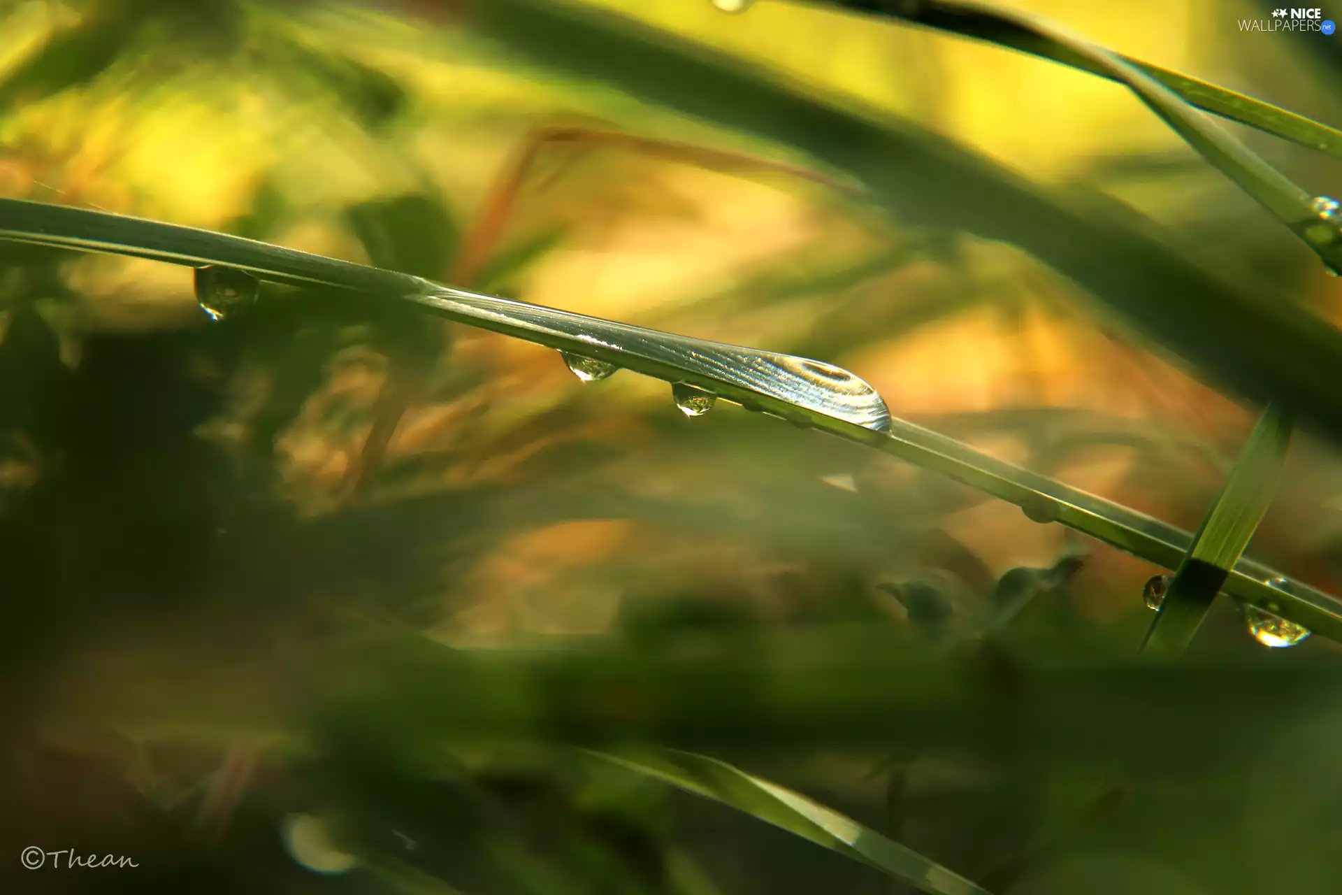 rain, grass, drops
