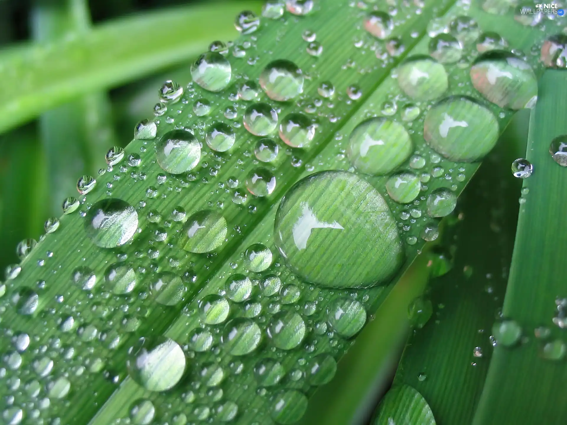 rain, leaf, drops