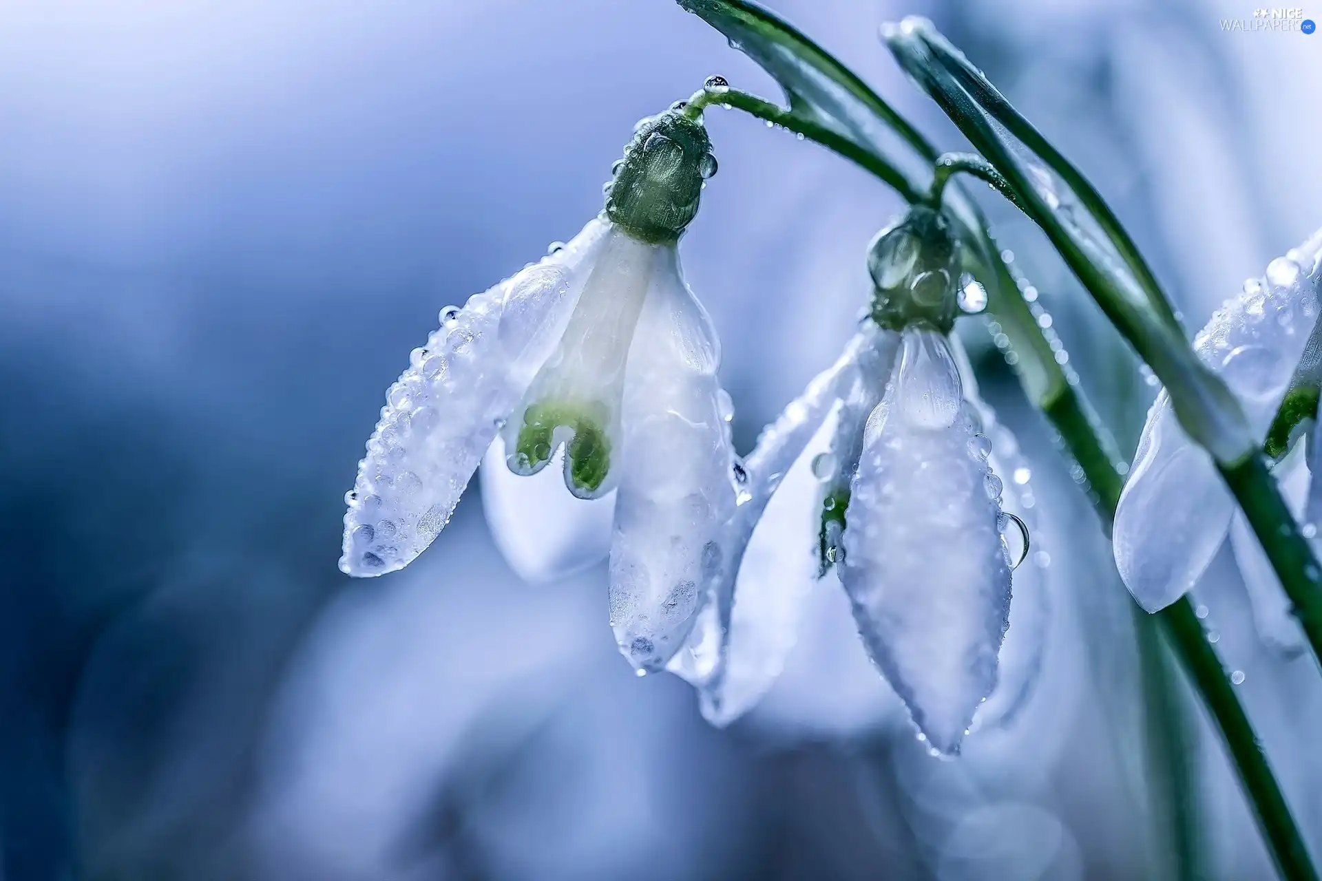 rain, snowdrops, drops