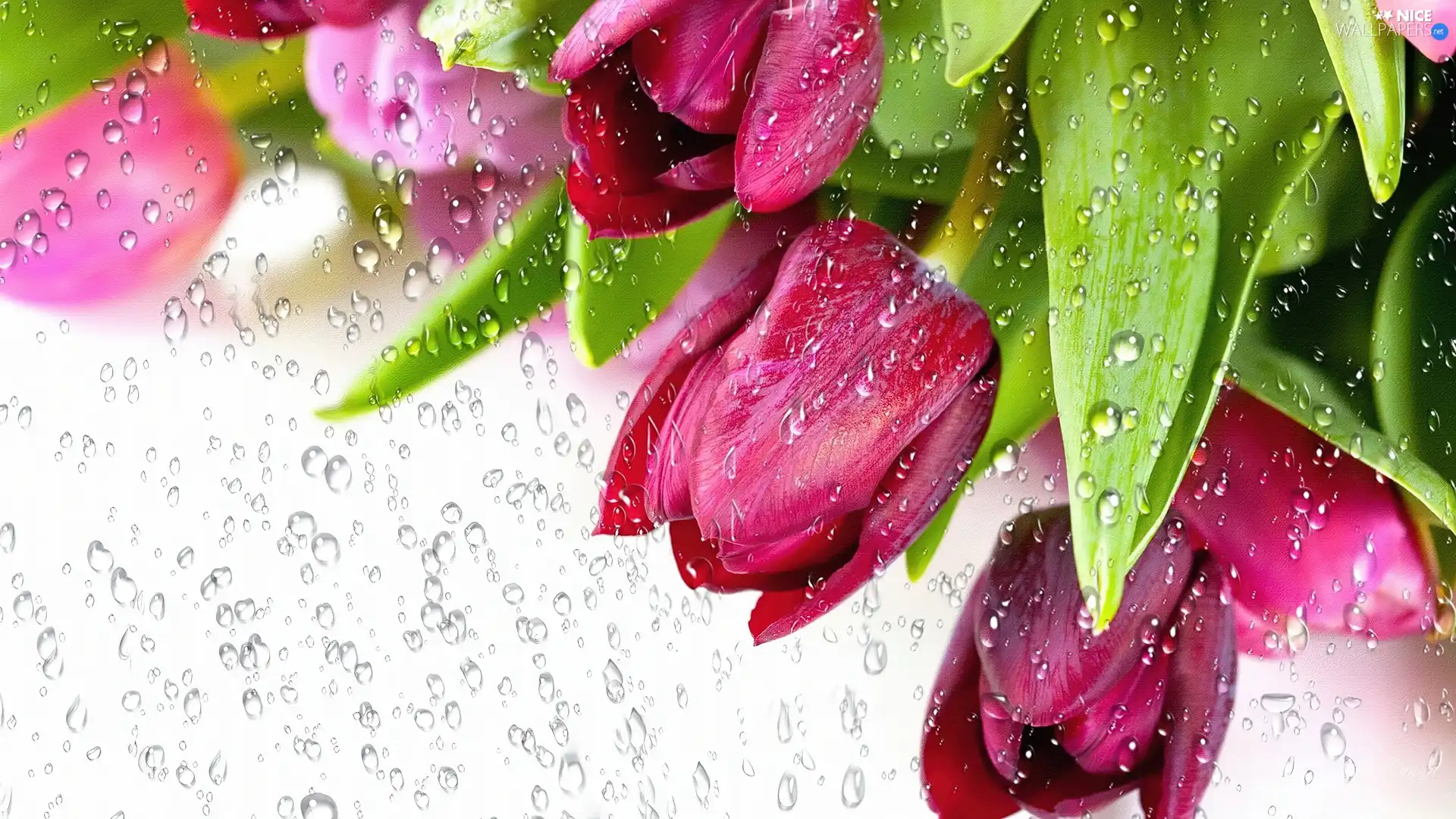 rain, Tulips, drops