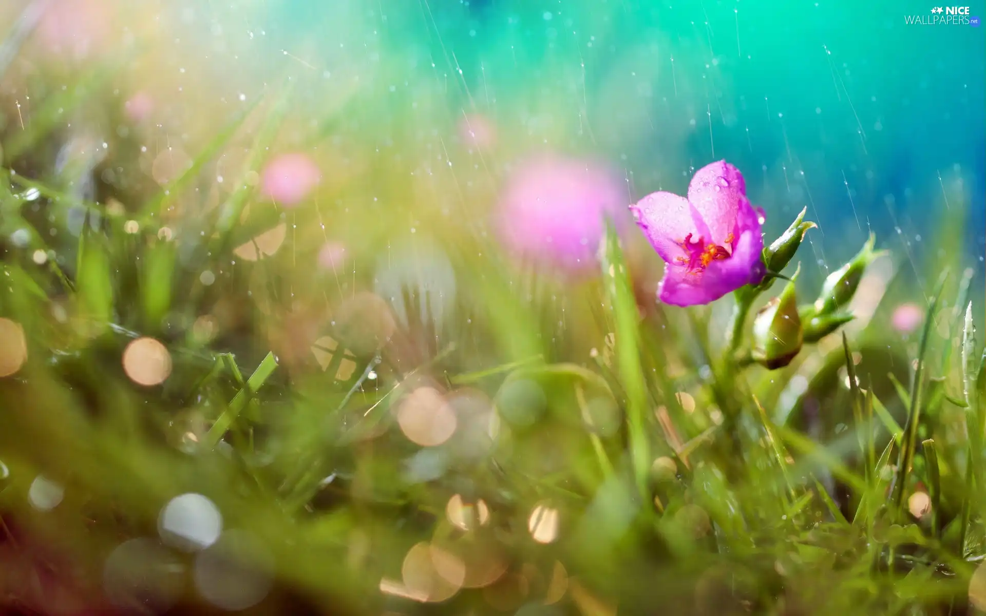 Rain, Pink, Flower