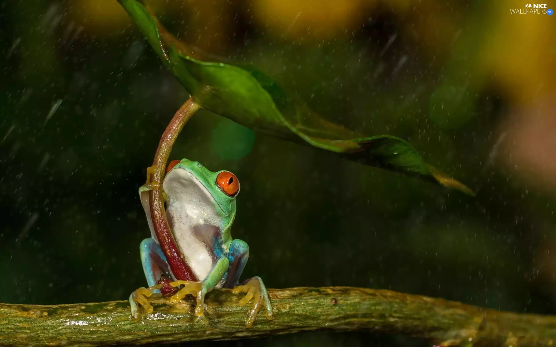 Rain, Frog, Leaf