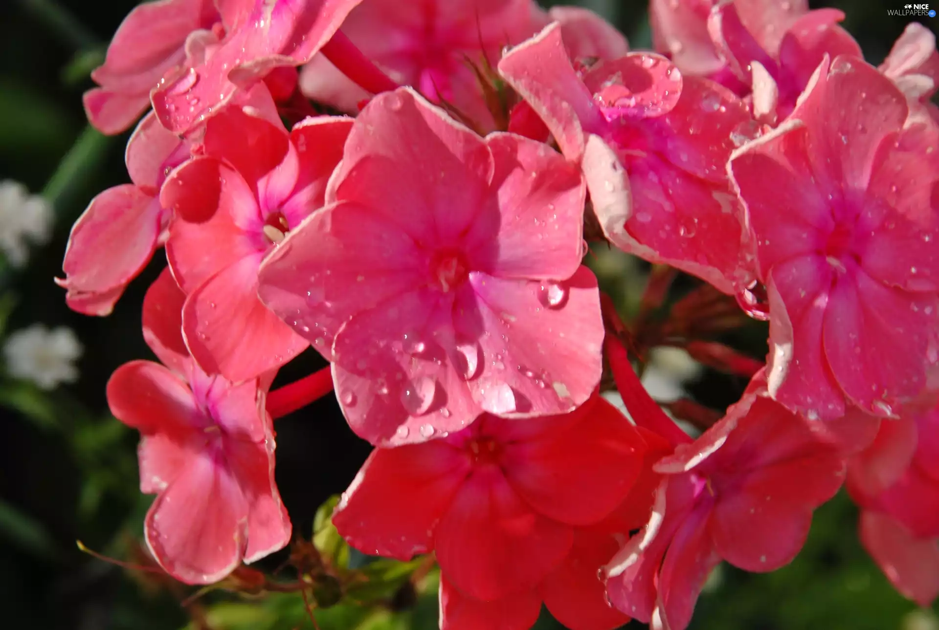 drops, rain, Pink, phlox, Flowers