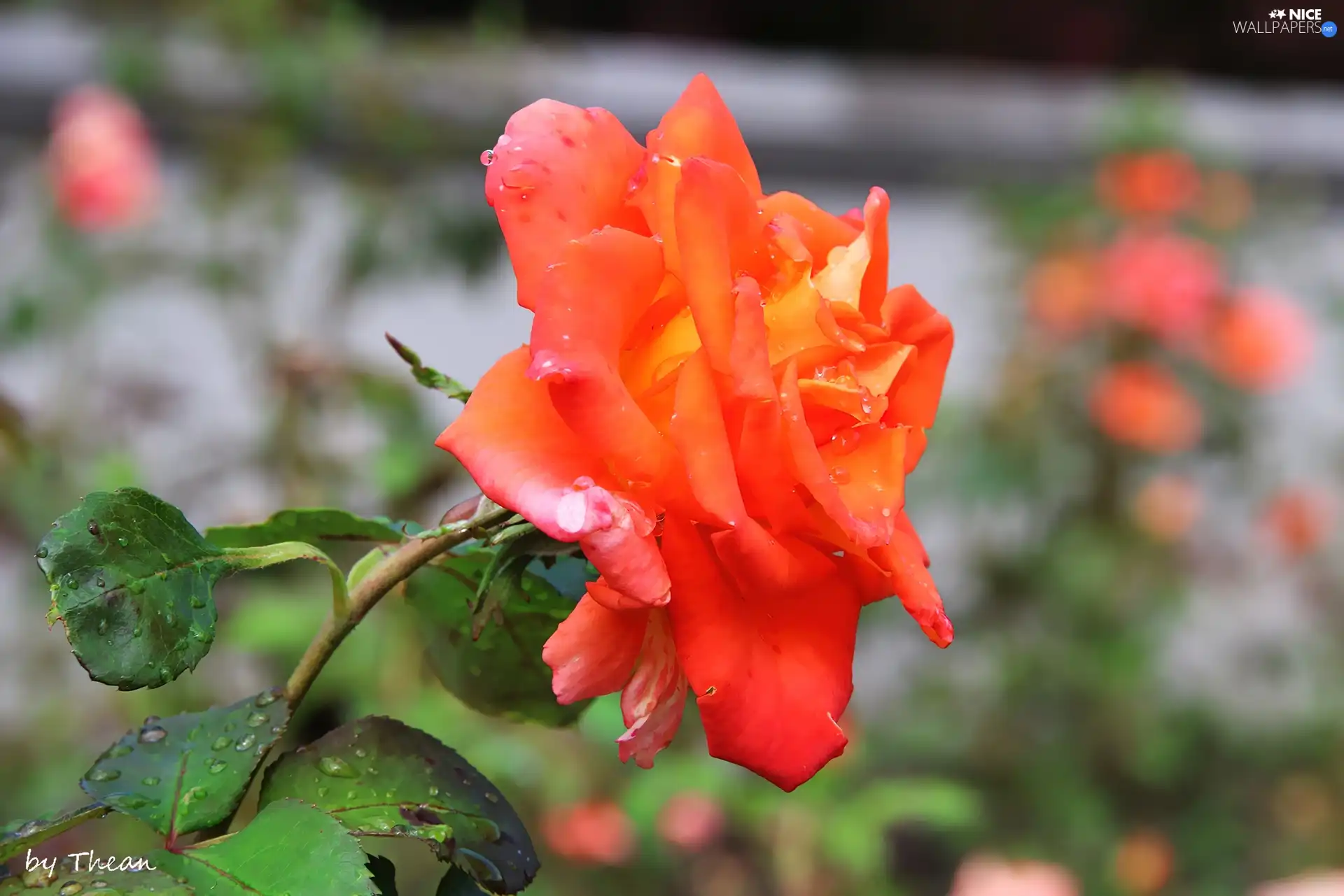 rose, drops, rain, tea