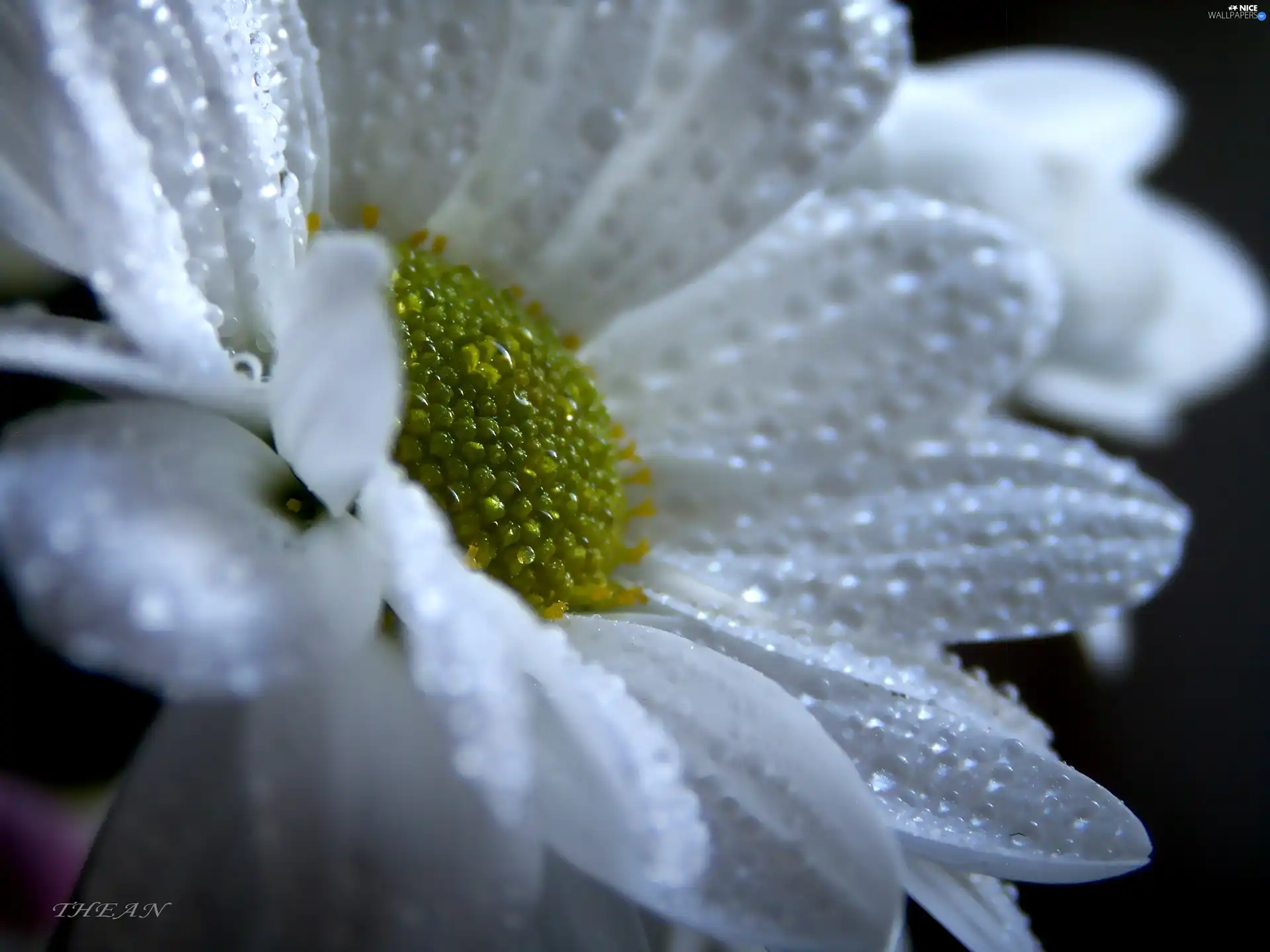 White, drops, rain, Margaretka