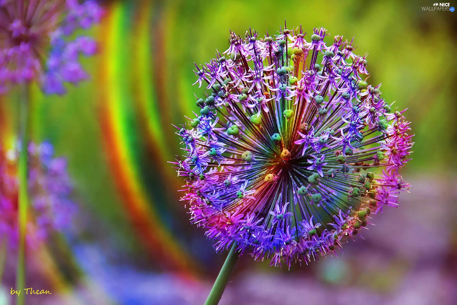 rainbow, Allium, colors