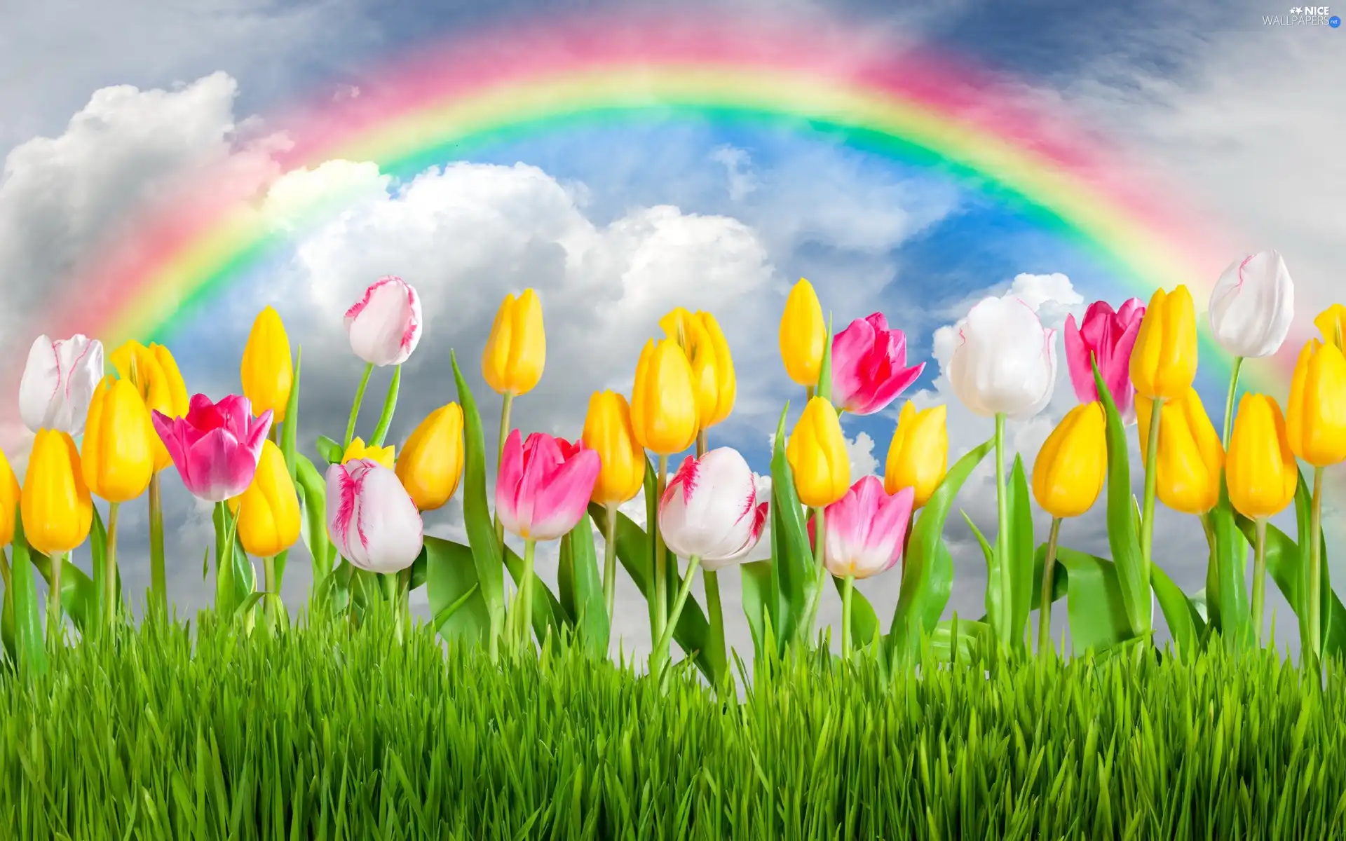 Great Rainbows, Flowers, Tulips