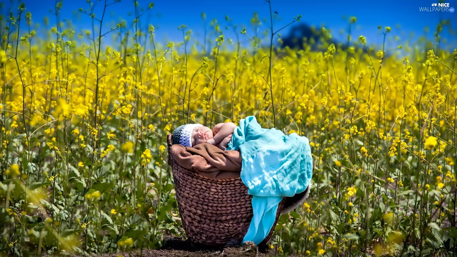 coverlet, rape, Kid, basket, Sleeping