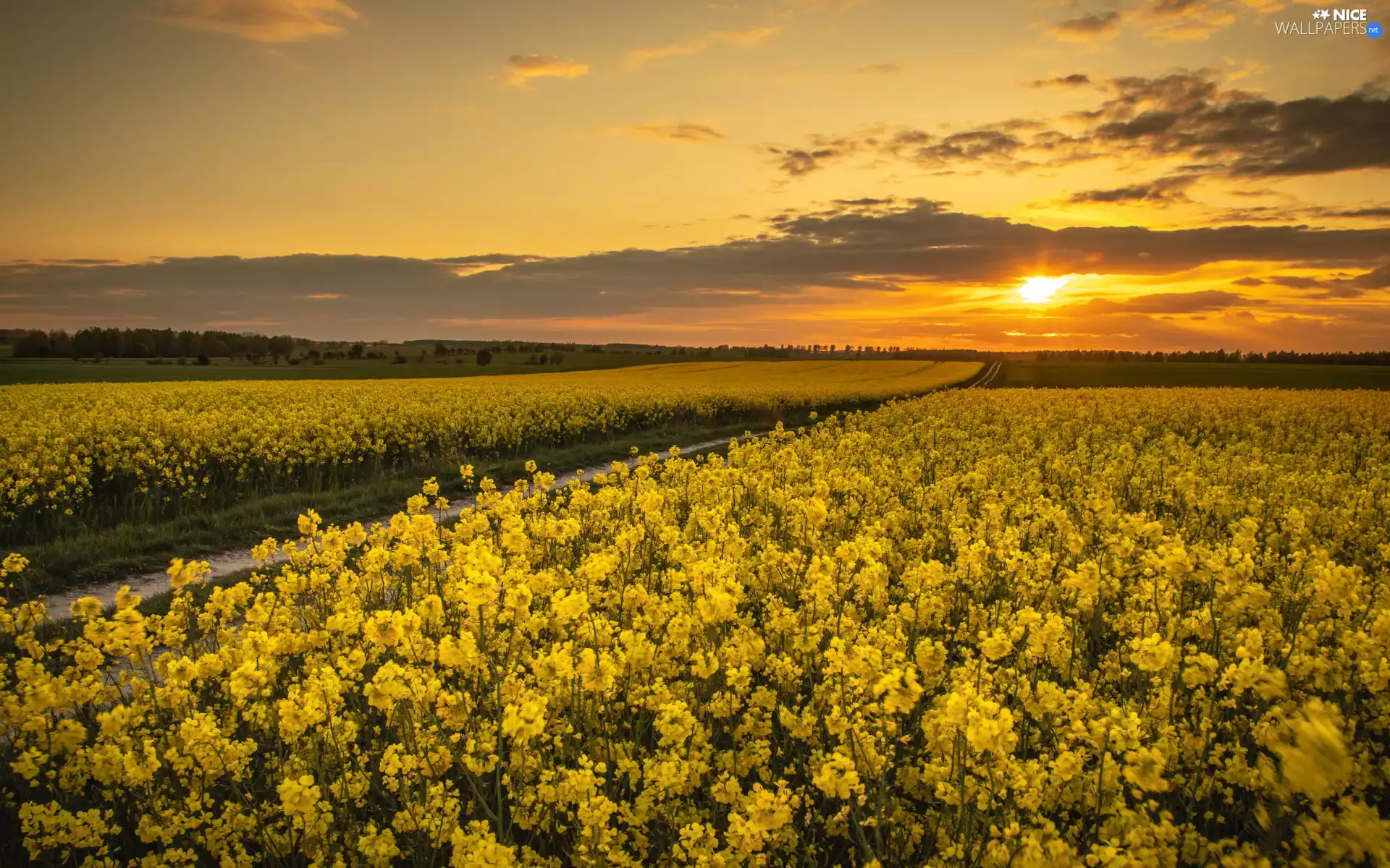 Way, clouds, Field, rape, Great Sunsets