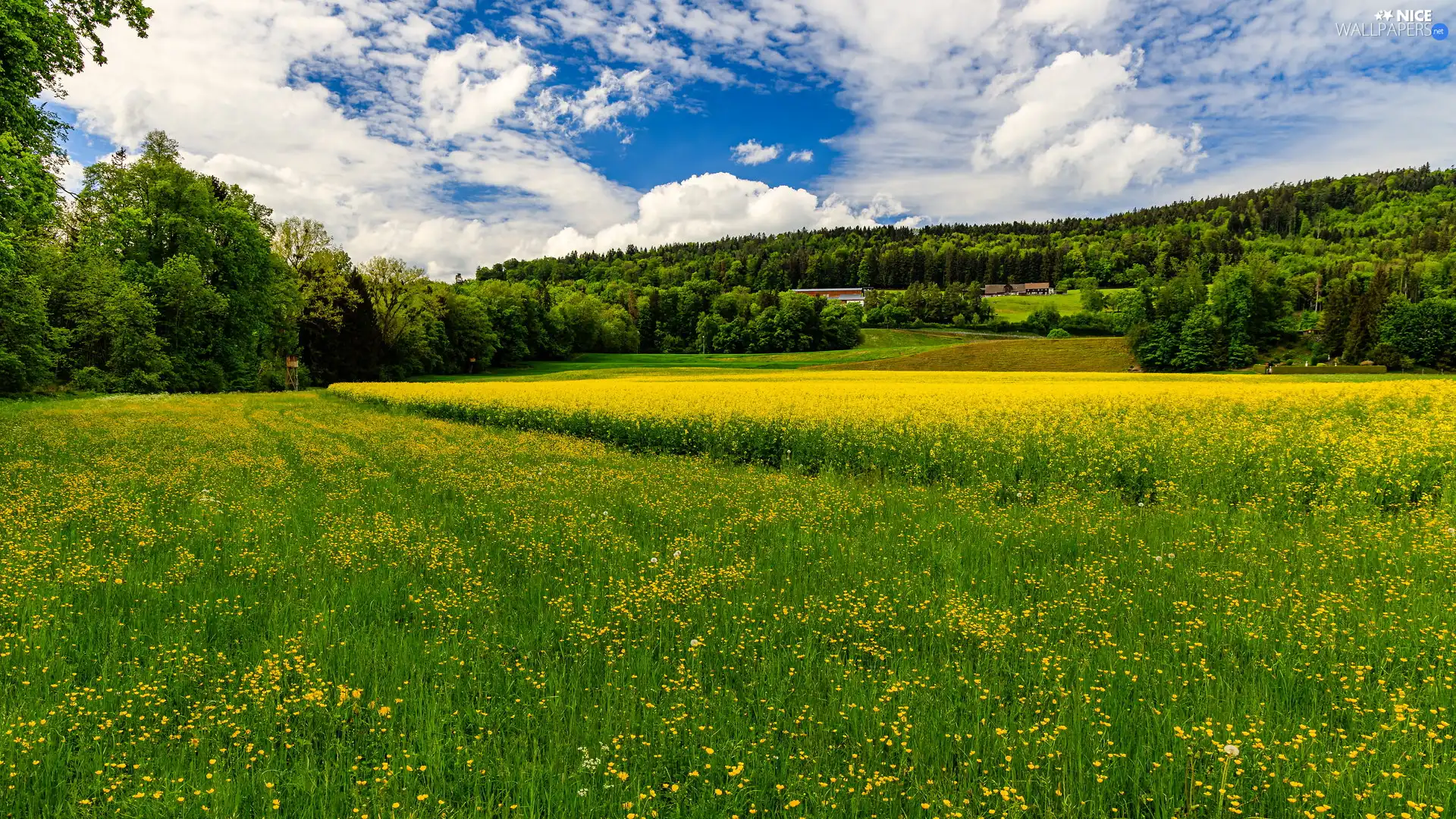 Yellow, Flowers, viewes, Field, trees, Meadow, Spring, rape