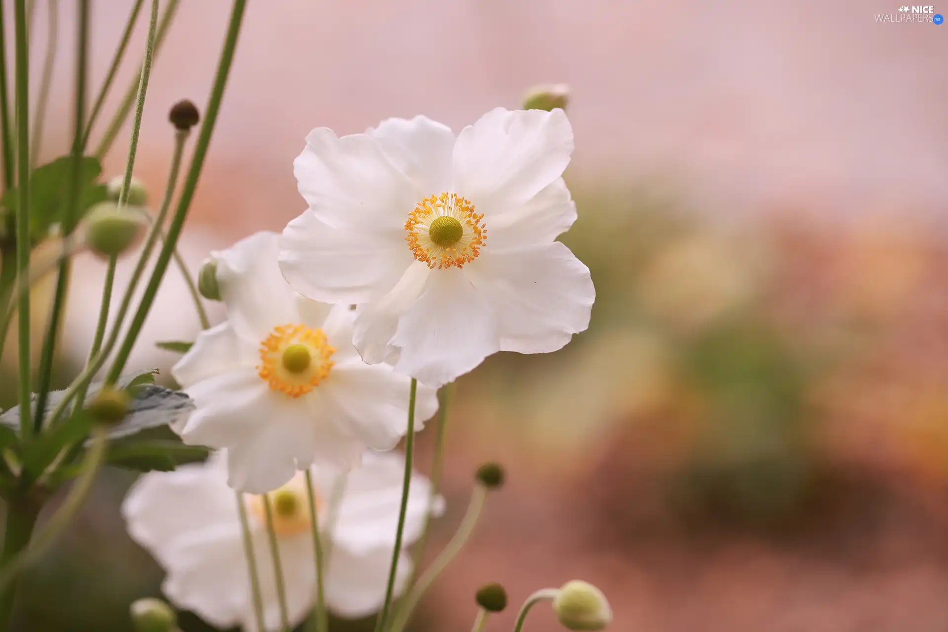 Anemones, White, Flowers, rapprochement