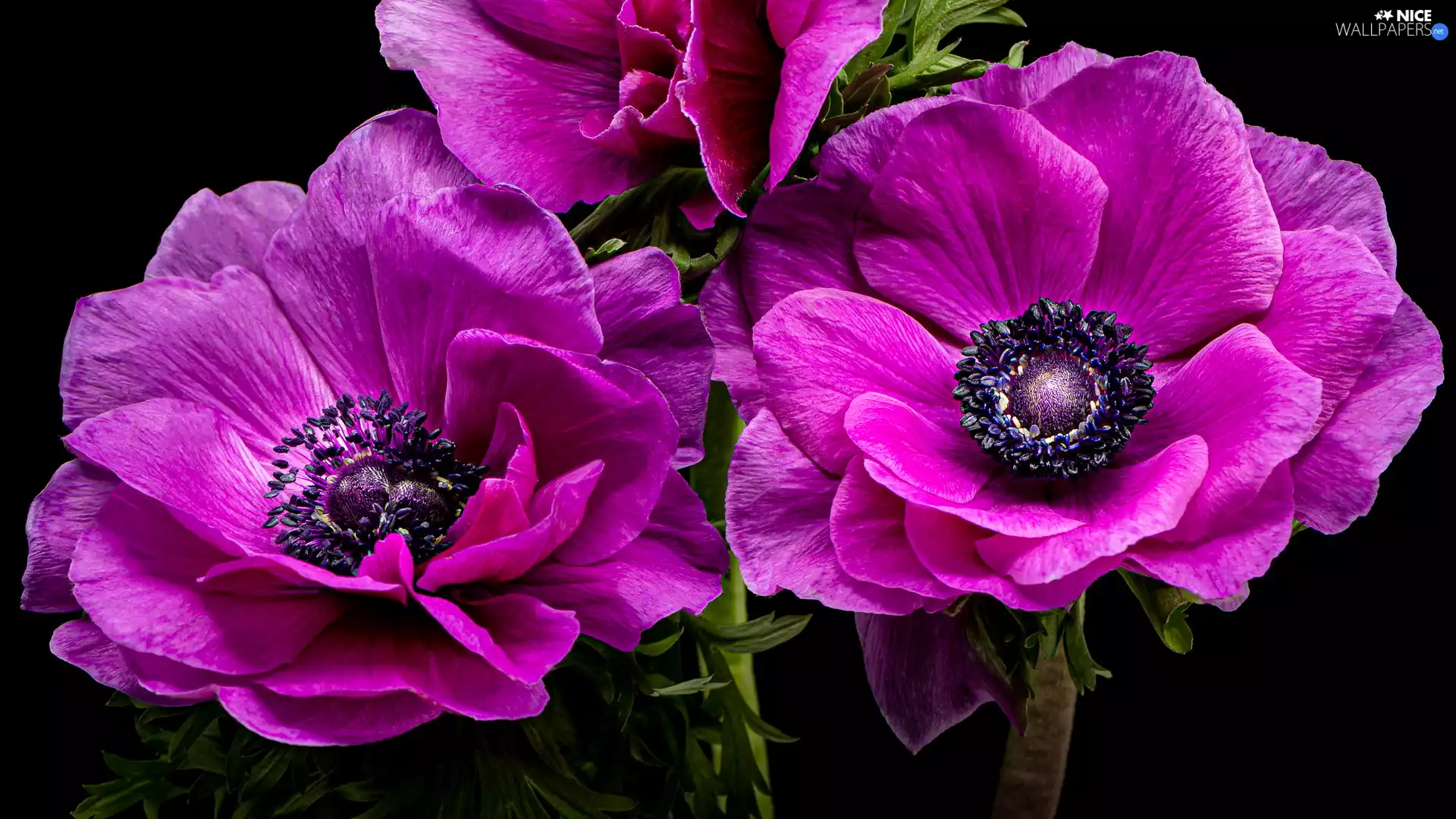 rapprochement, purple, Anemones