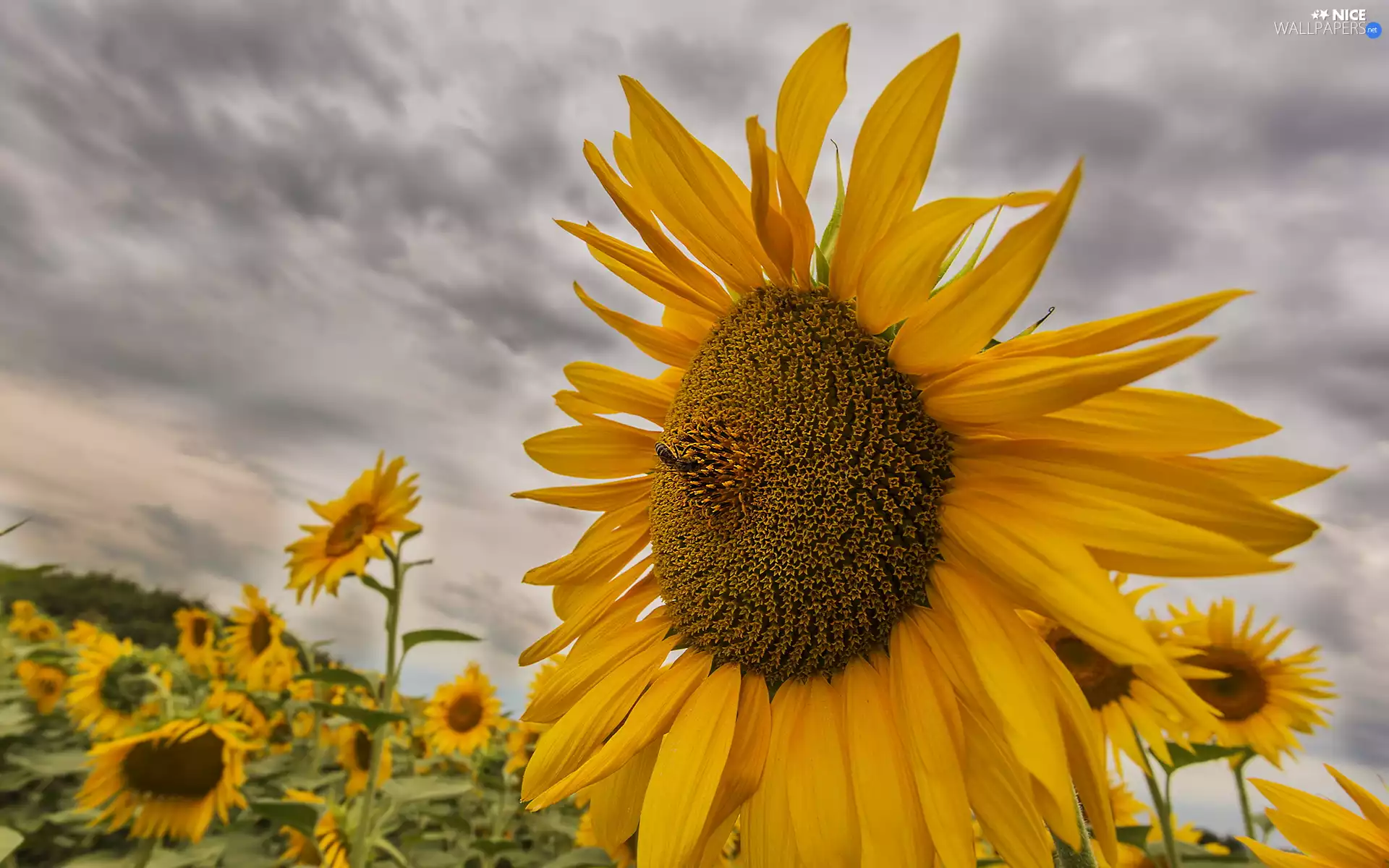 rapprochement, Sunflower, bee