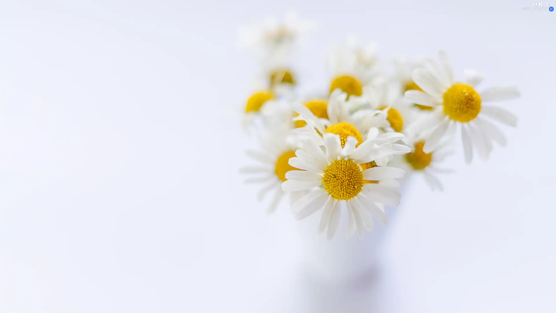Flowers, rapprochement, blurry background, camomiles
