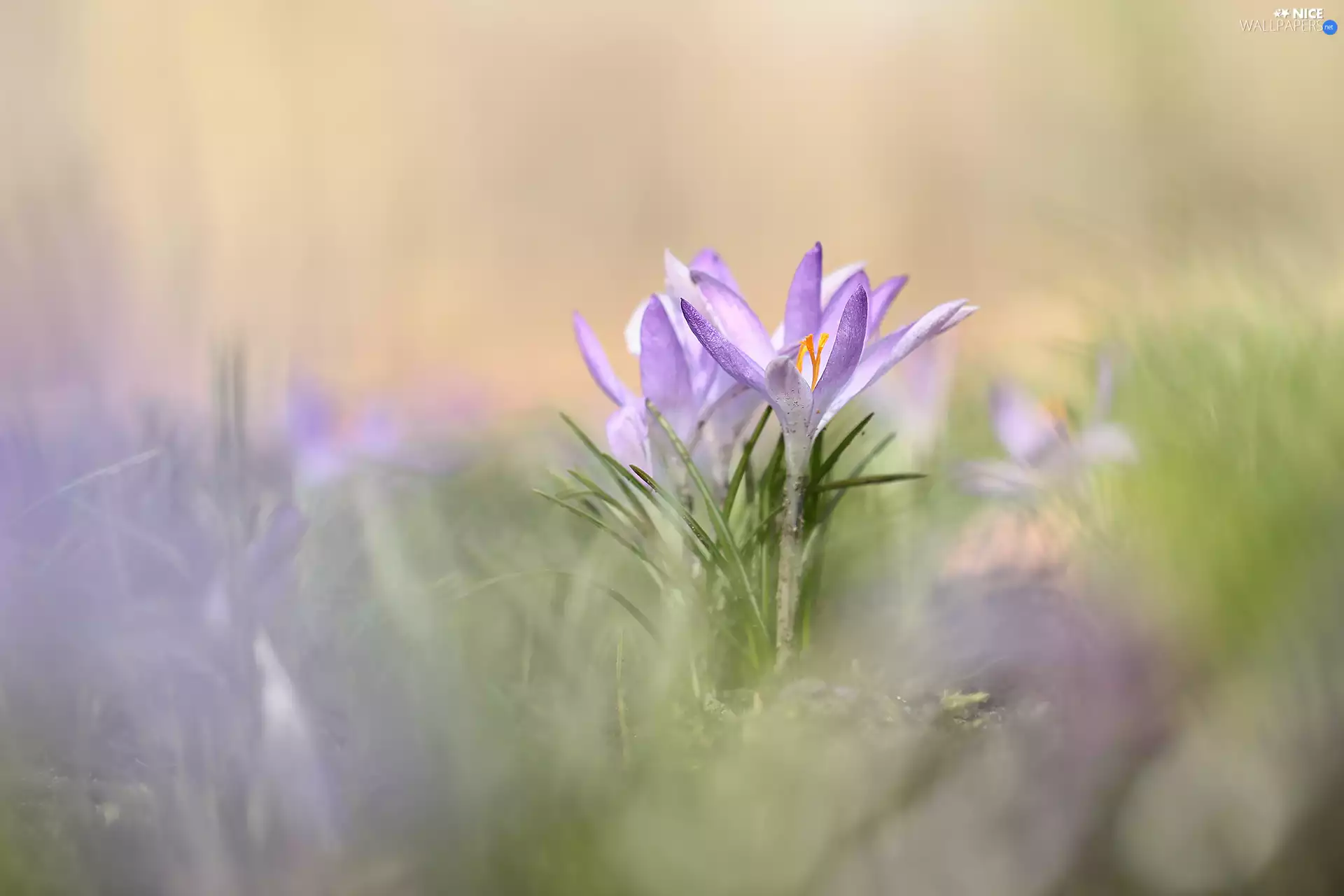 purple, rapprochement, blurry background, crocuses