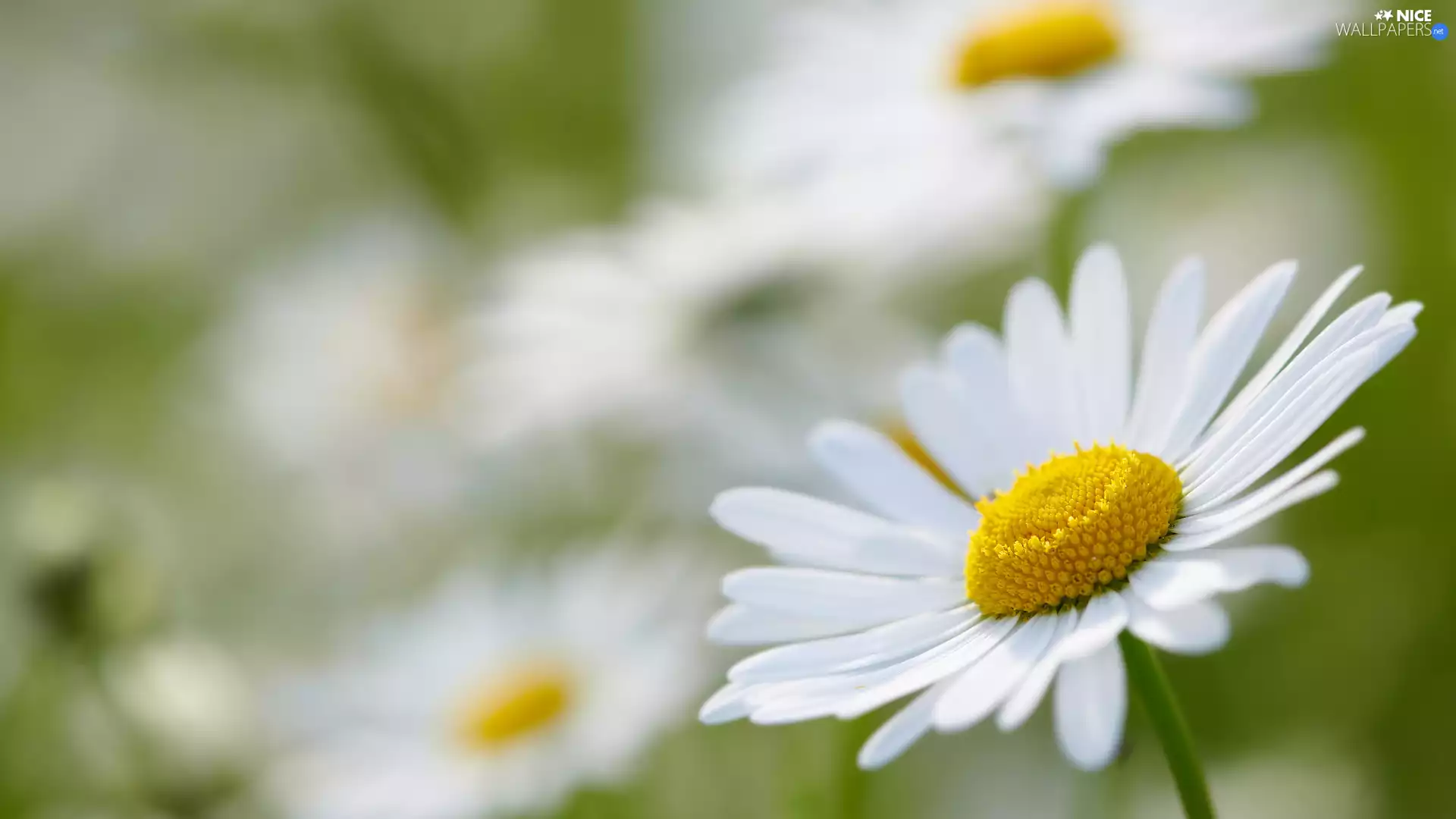 daisy, rapprochement, blurry background, flakes