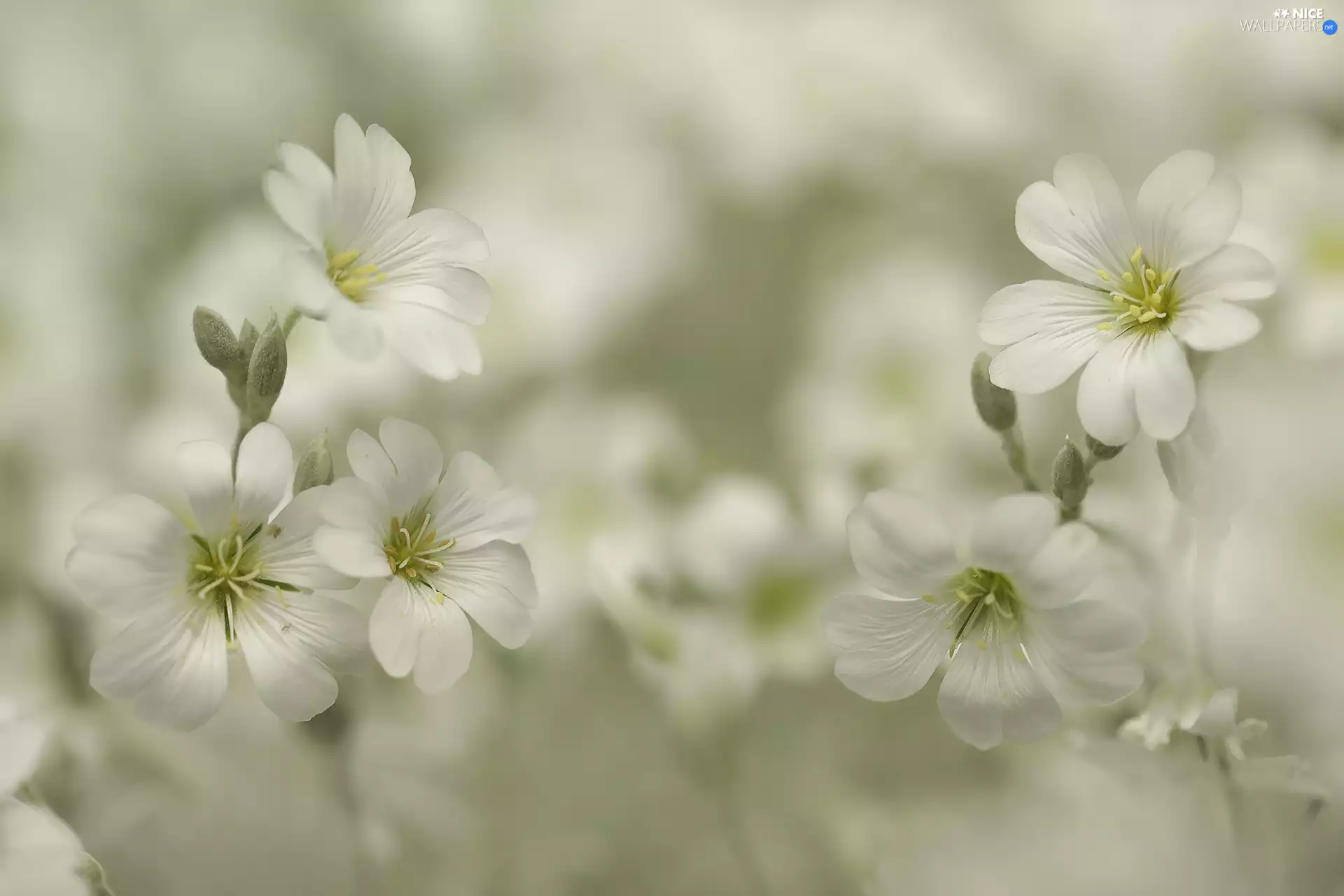 White, rapprochement, blurry background, Flowers