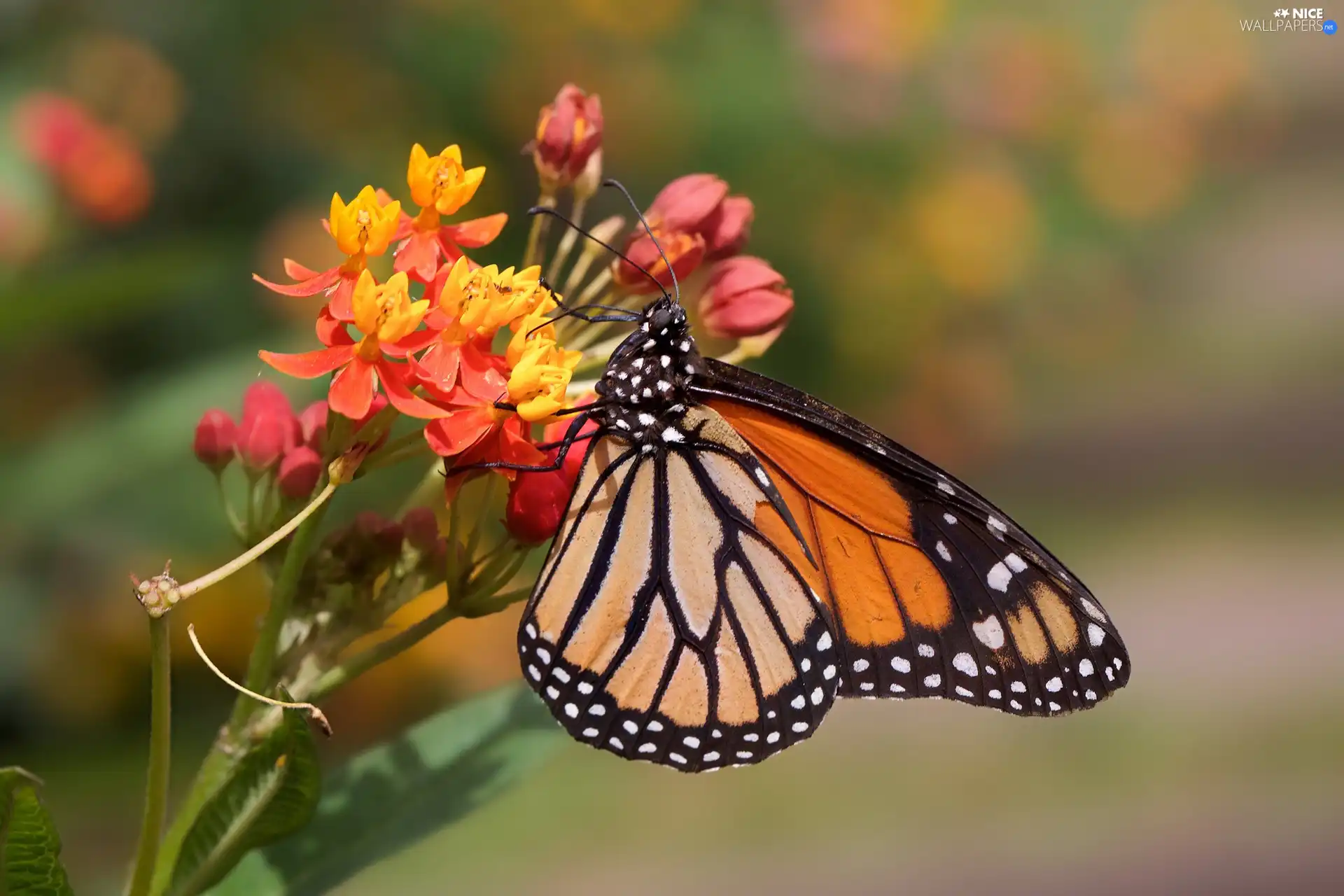 butterfly, Colourfull Flowers, rapprochement, Monarch Butterfly