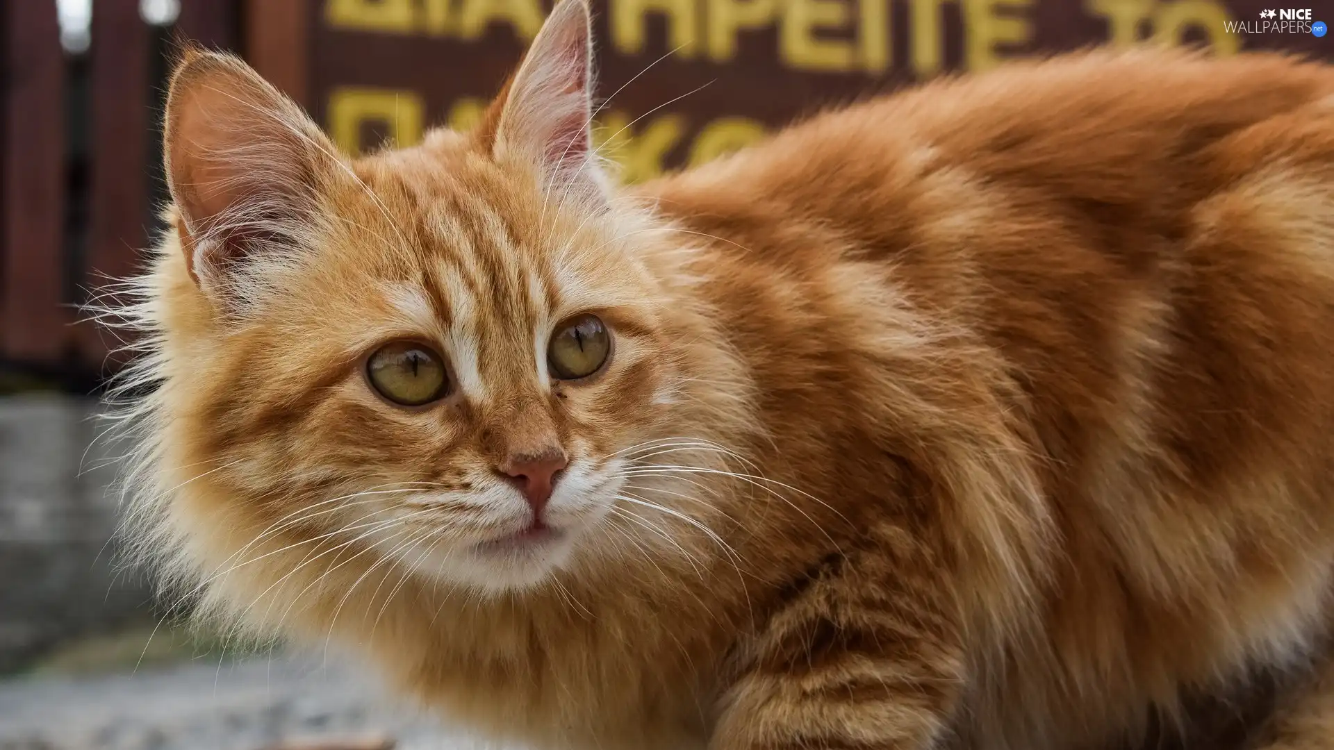rapprochement, ginger, cat