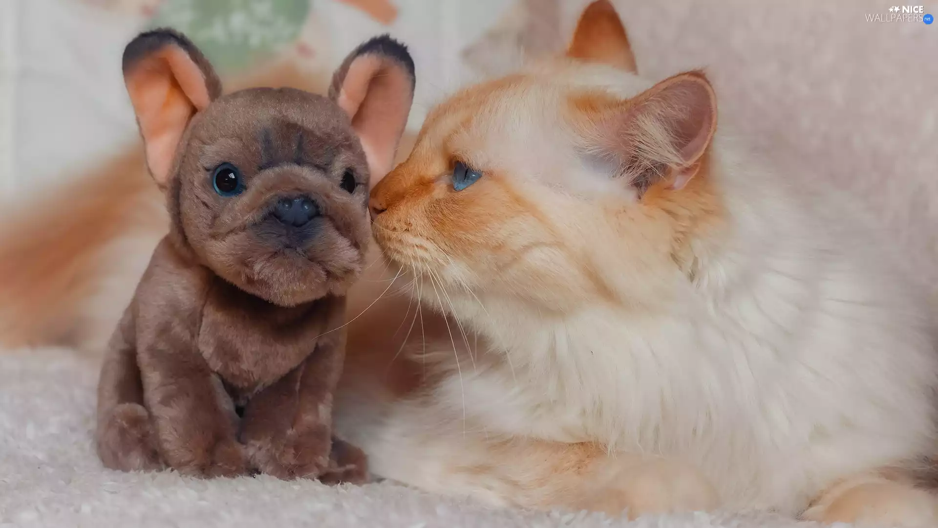 toy, rapprochement, cat, dog, Reddish